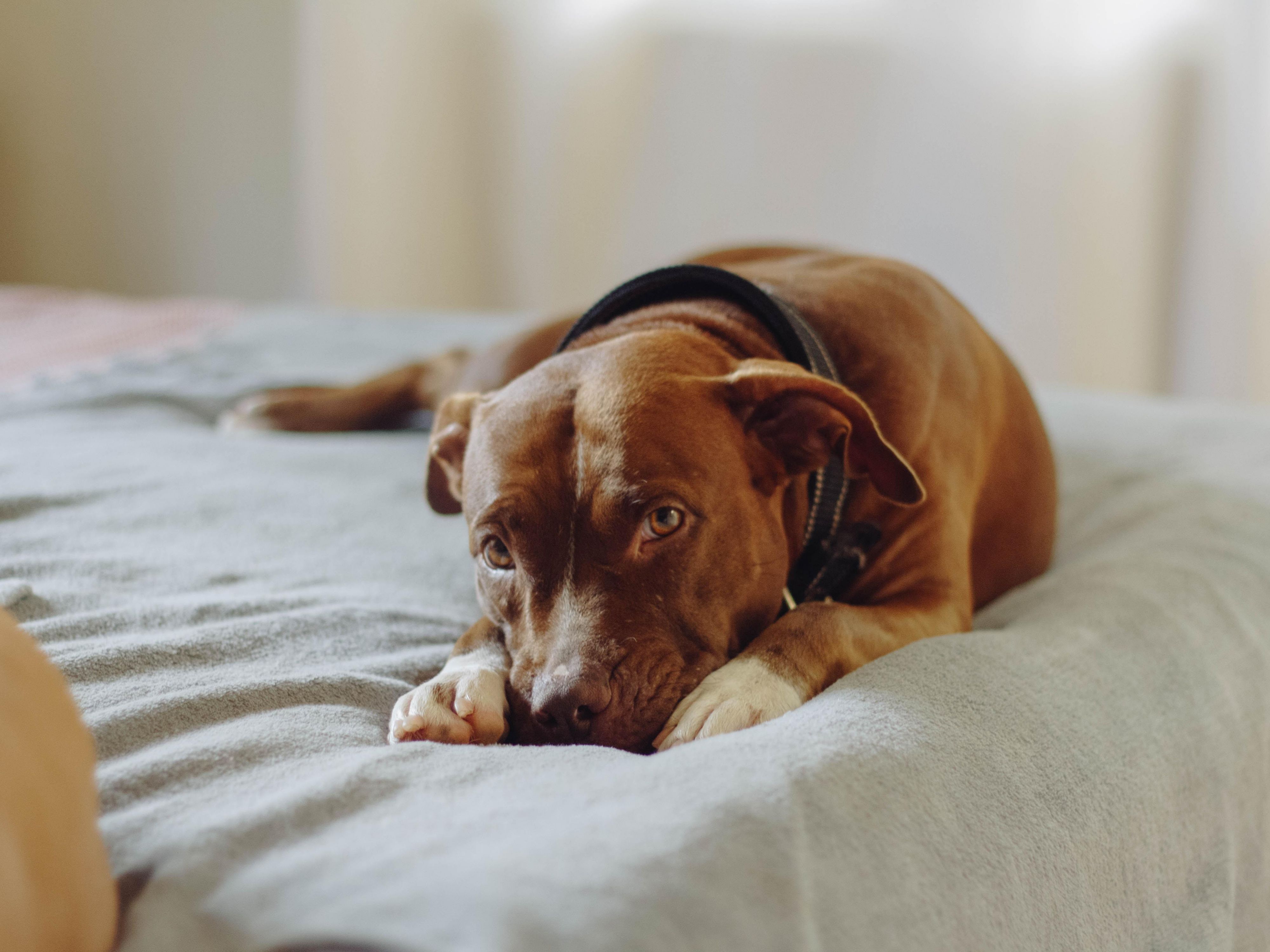 Bring your furry friends with you on vacation when you stay at our hotel. We love having your pets visit us. View our pet policy to see what any current restrictions are, and our minimal pet fee for their stay.  If you are coming for a vet appointment at the VCA Fort Collins Animal Hospital, rest easy knowing we are just 5 minutes away. 
