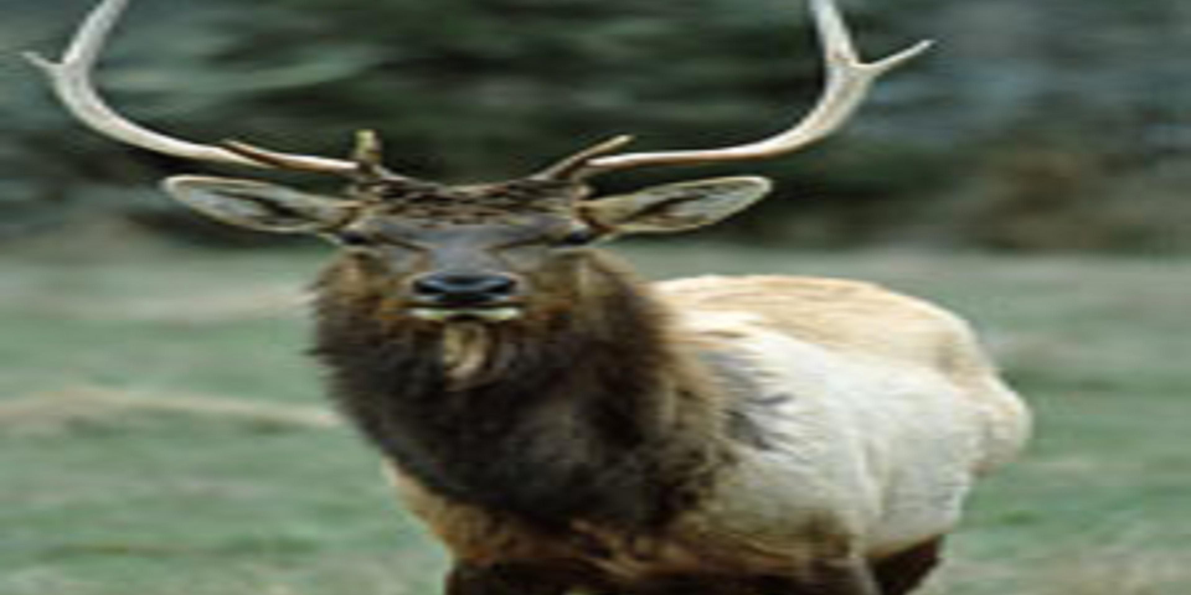 Gaylord offers the opportunity for elk viewing, just a short drive from the Holiday Inn Express and Suites of Gaylord.