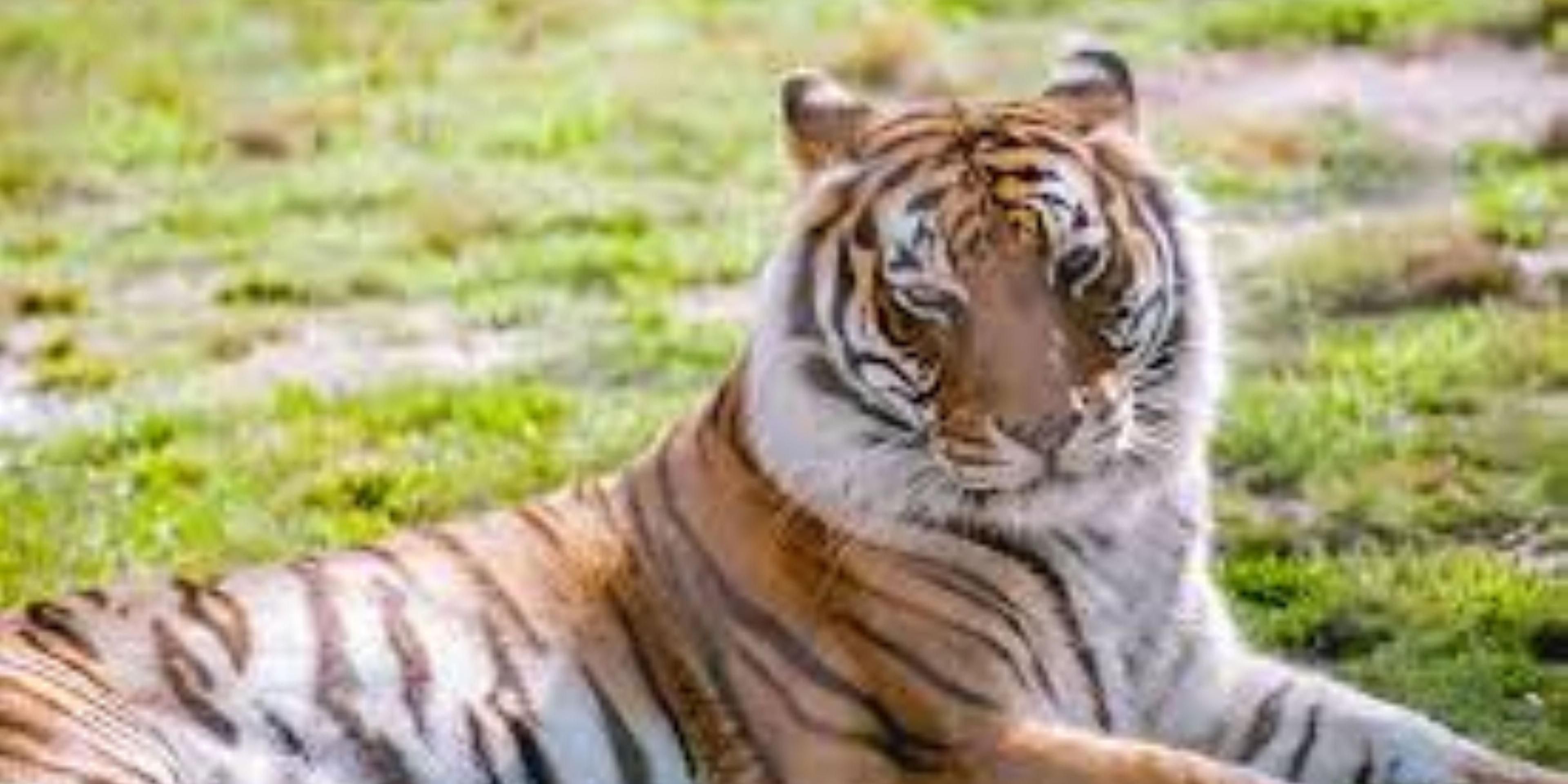 The Alabama Gulf Coast Zoo is one of the most popular family attractions in the region. Also known as the "Little Zoo" for its starring role in the documentary series, The Little Zoo That Could on Animal Planet. This non-profit zoological park is home to over 199 species, 31 sub-species, and haven to 8 endangered species.