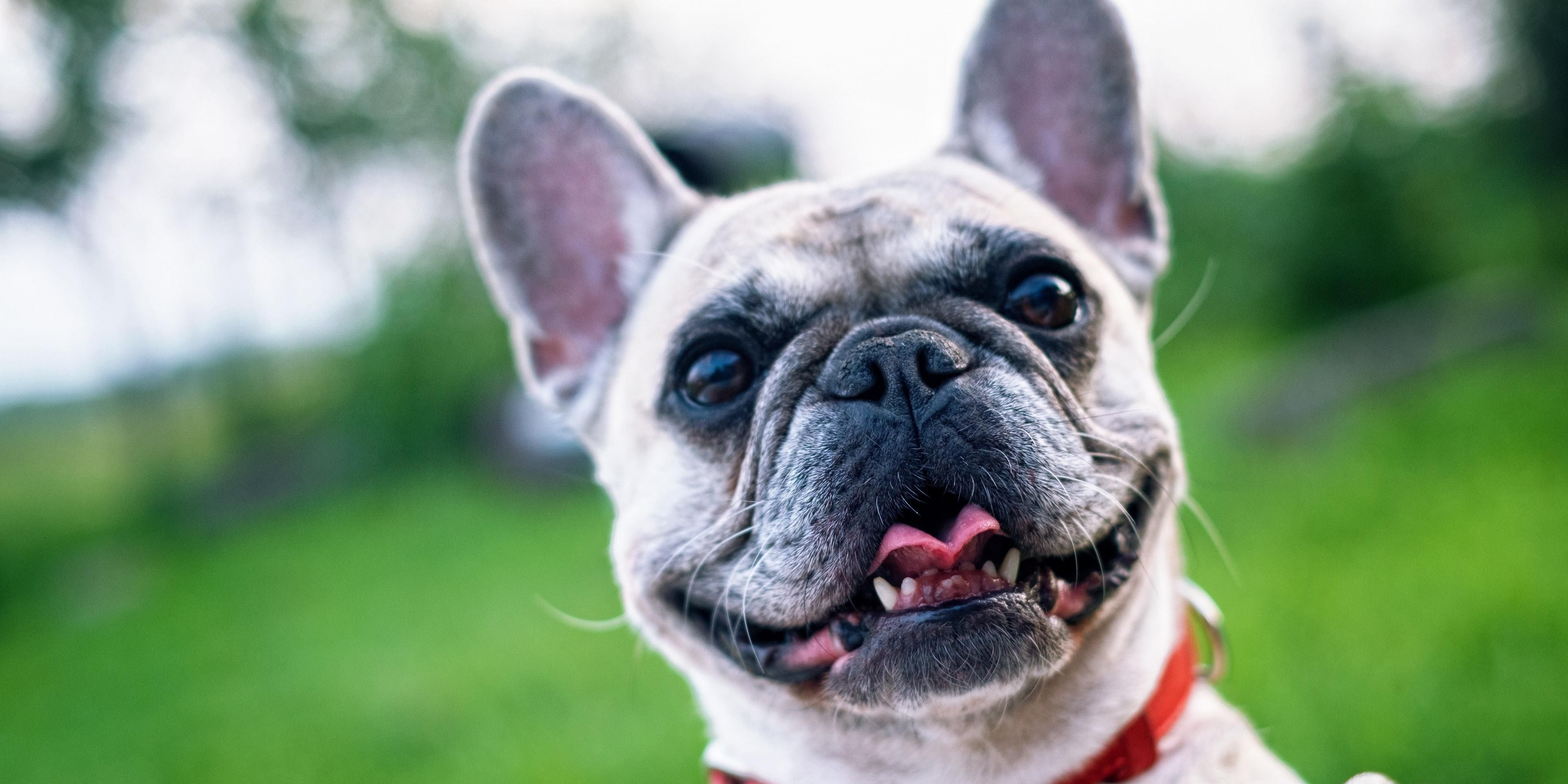 We love pets and welcome them at the Holiday Inn Express & Suites Hardeeville-Hilton Head! We have a pet walking area and a pet fee of $35 per night, per pet.
