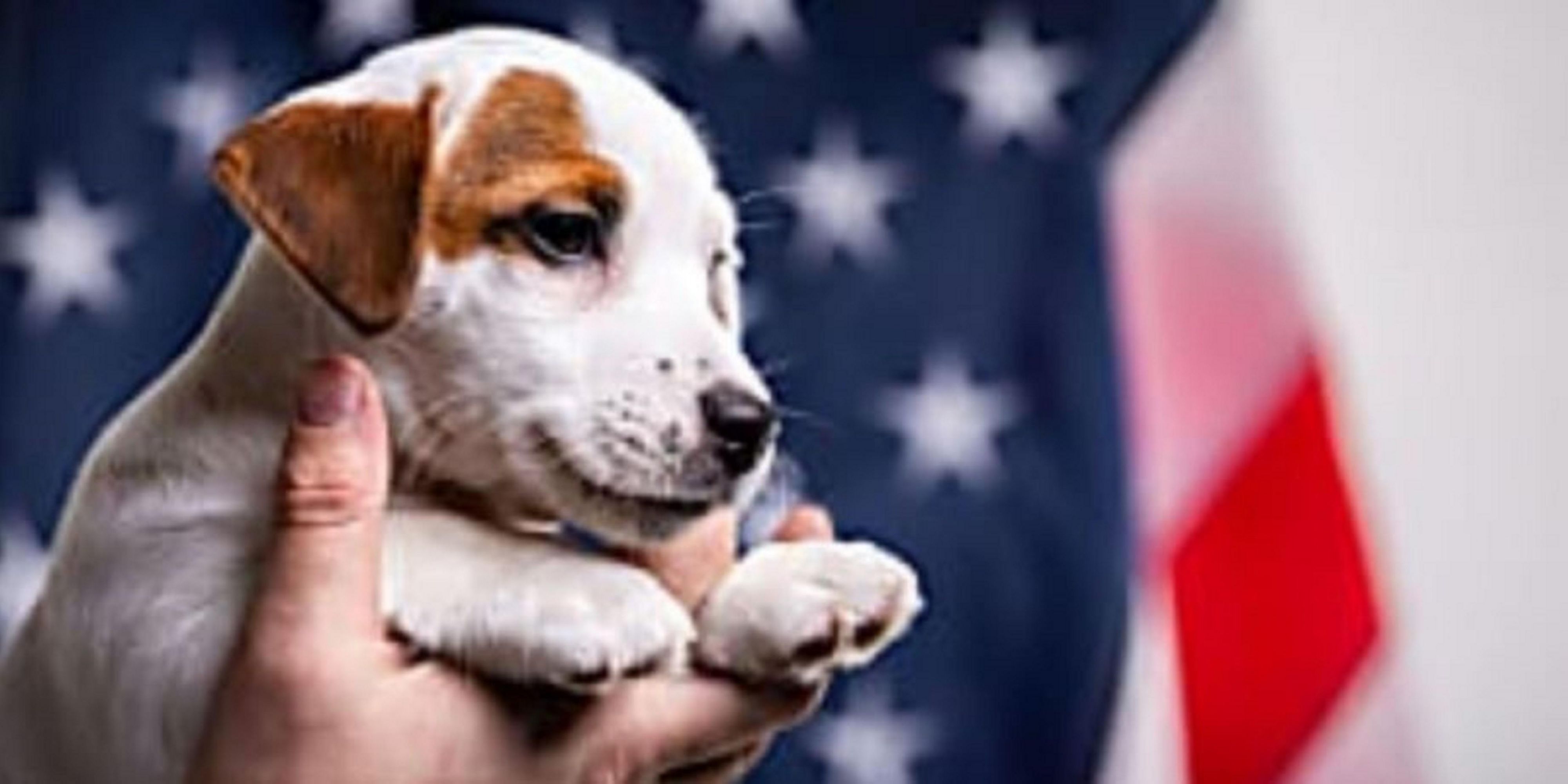 We welcome your furry friends at the Holiday Inn Express & Suites Bryan-Montpelier, OH.  We are proud to be a pet-friendly hotel for pets up to 30lbs.  Walking area for your pet is available and pet fee applies.  