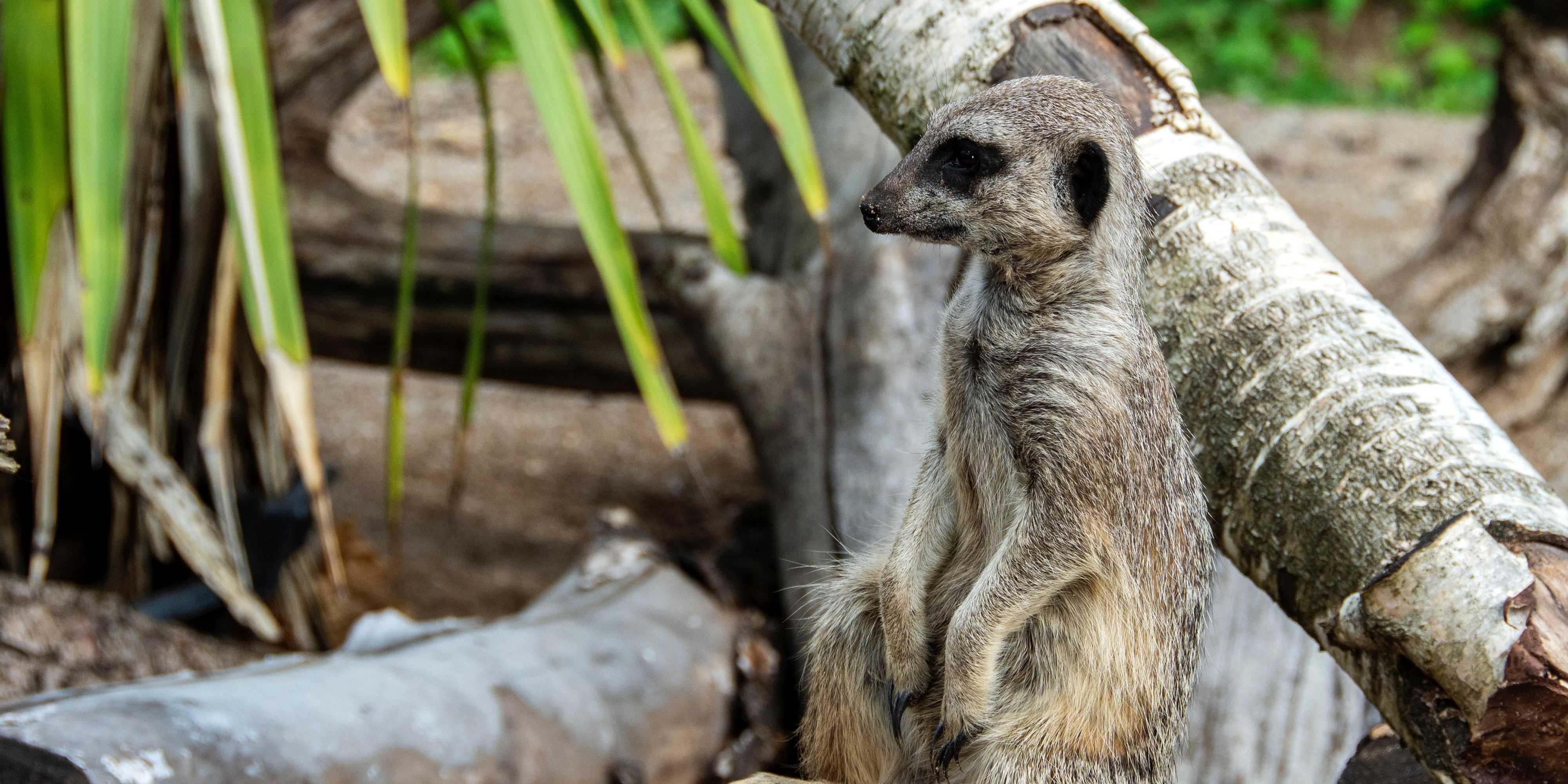 Enjoy the Downtown Aquarium, Houston Zoo or any of the  walkable museums.  The must see charming Montrose and upscale  River Oaks.  For those wanted to do some shopping there is the Galleria areas you don't want to miss.