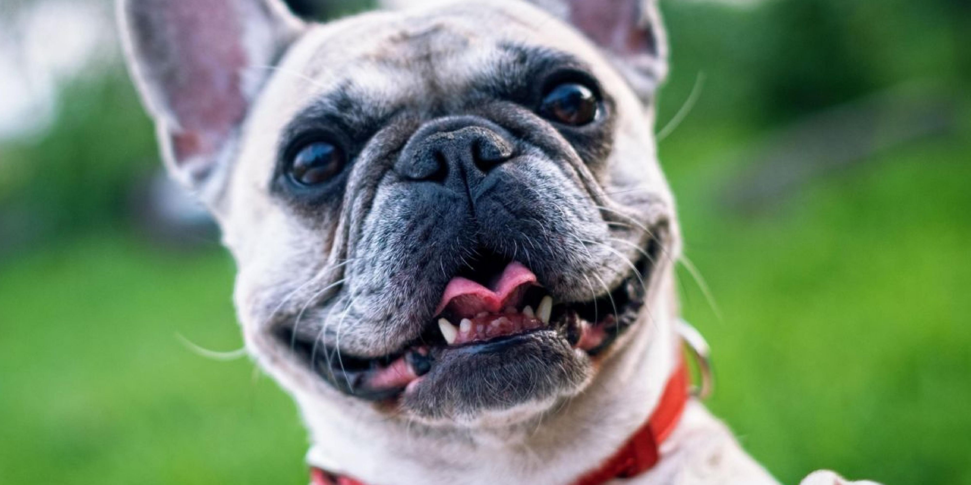 We are pet friendly and welcome your furry family member with a pet friendly treat upon arrival. 
