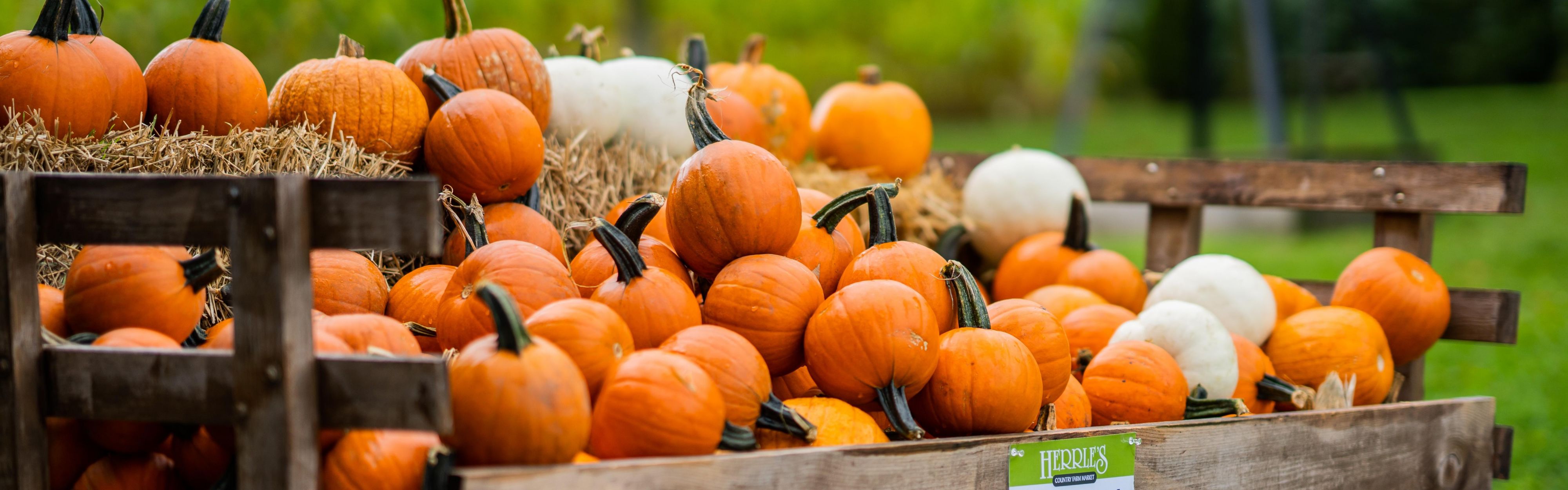  زيارات الخريف إلى Herrles Family Farm & تخزن 20 دقائق من الفندق