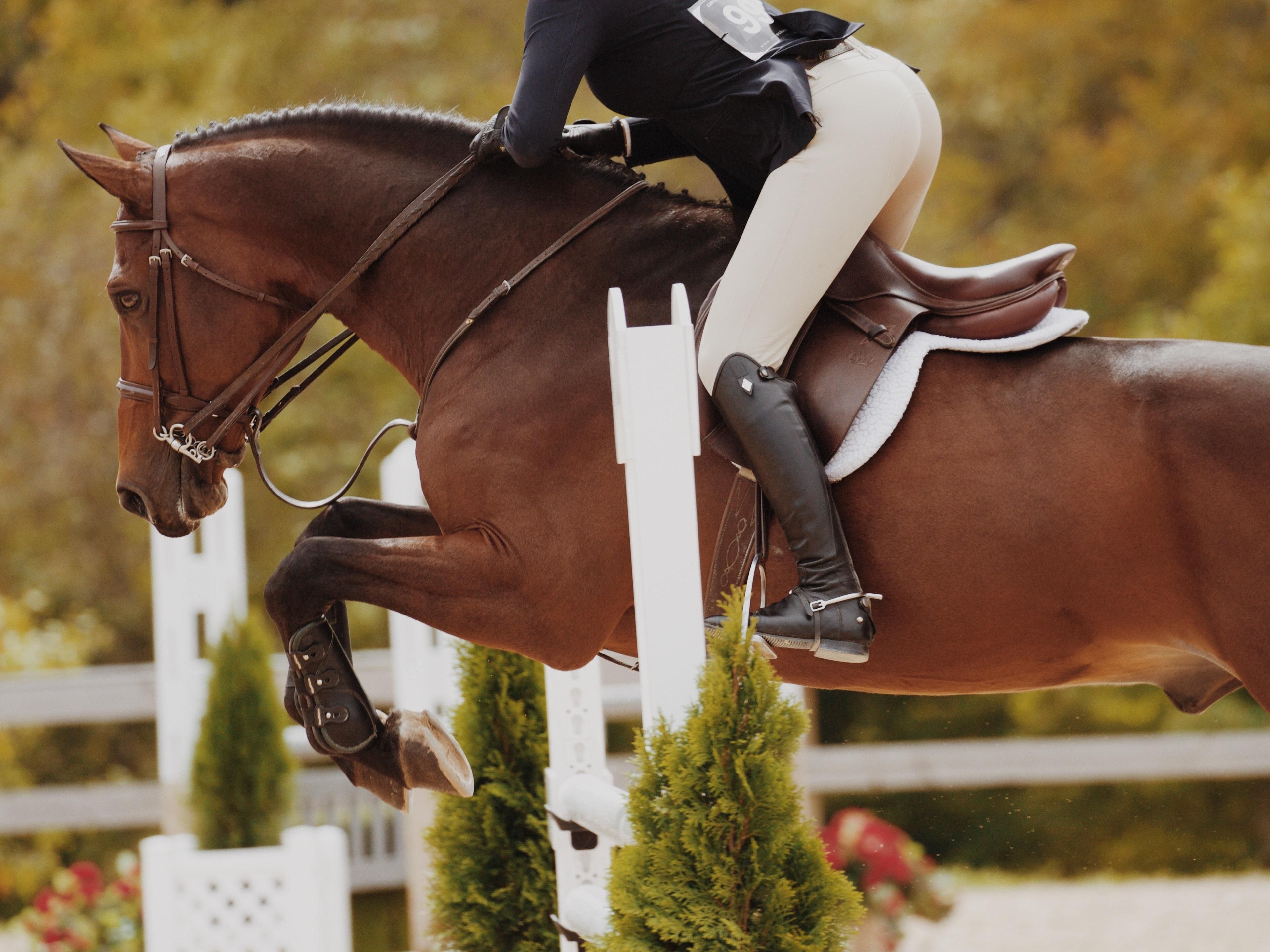 ご存知でしたか？HIG の特別レートをご利用いただけます。私たちは9年間にわたり、イベントに多くのお客様をお迎えすることに喜びを感じています。今すぐお電話ください！太陽の下のホース 