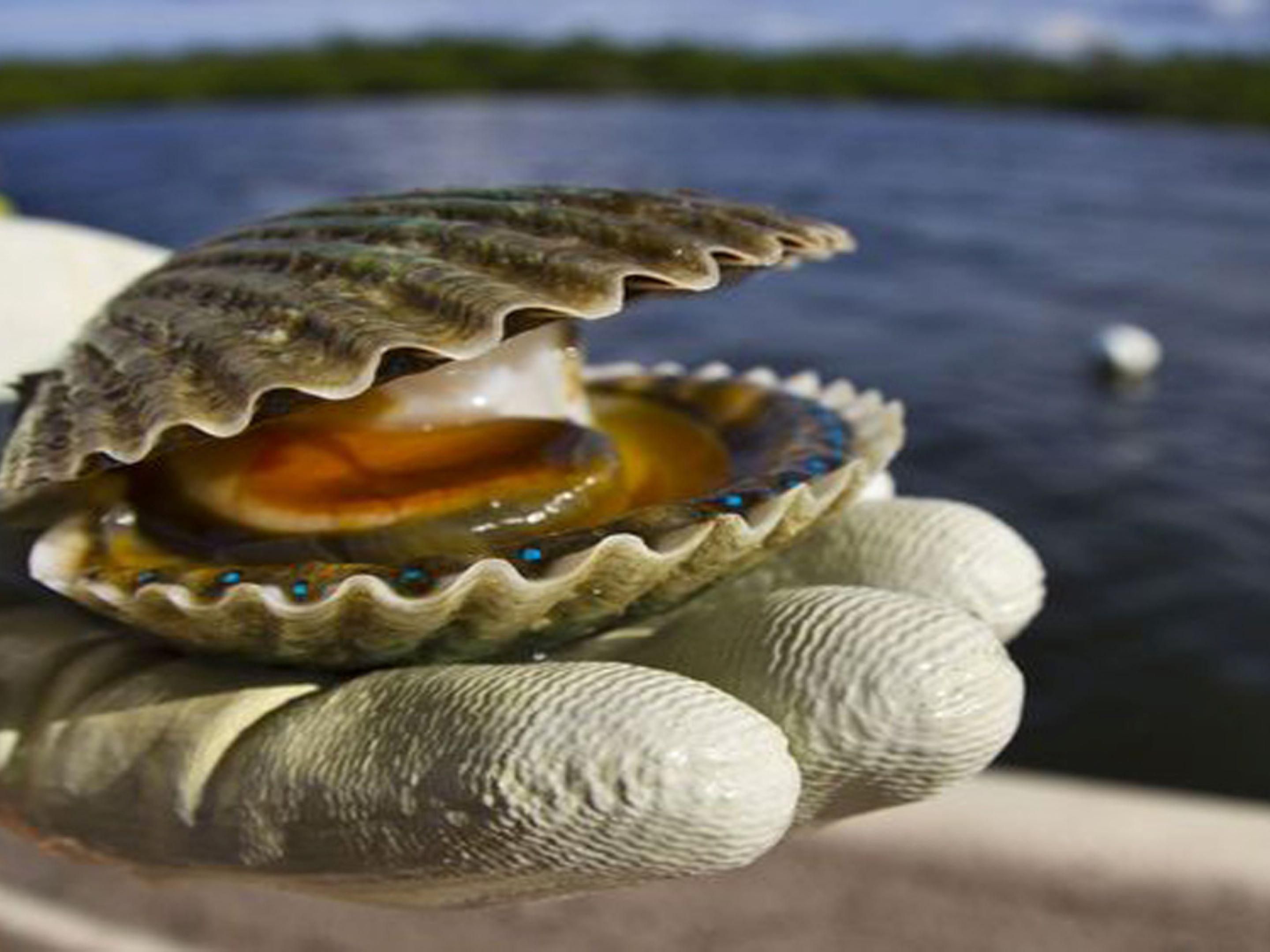 Every summer, the star of the sea is the delectable Bay Scallop, found in the warm, shallow waters of the Gulf of Mexico. It’s a fun family-friendly underwater adventure starting July 1 to Sept 24 for 2025