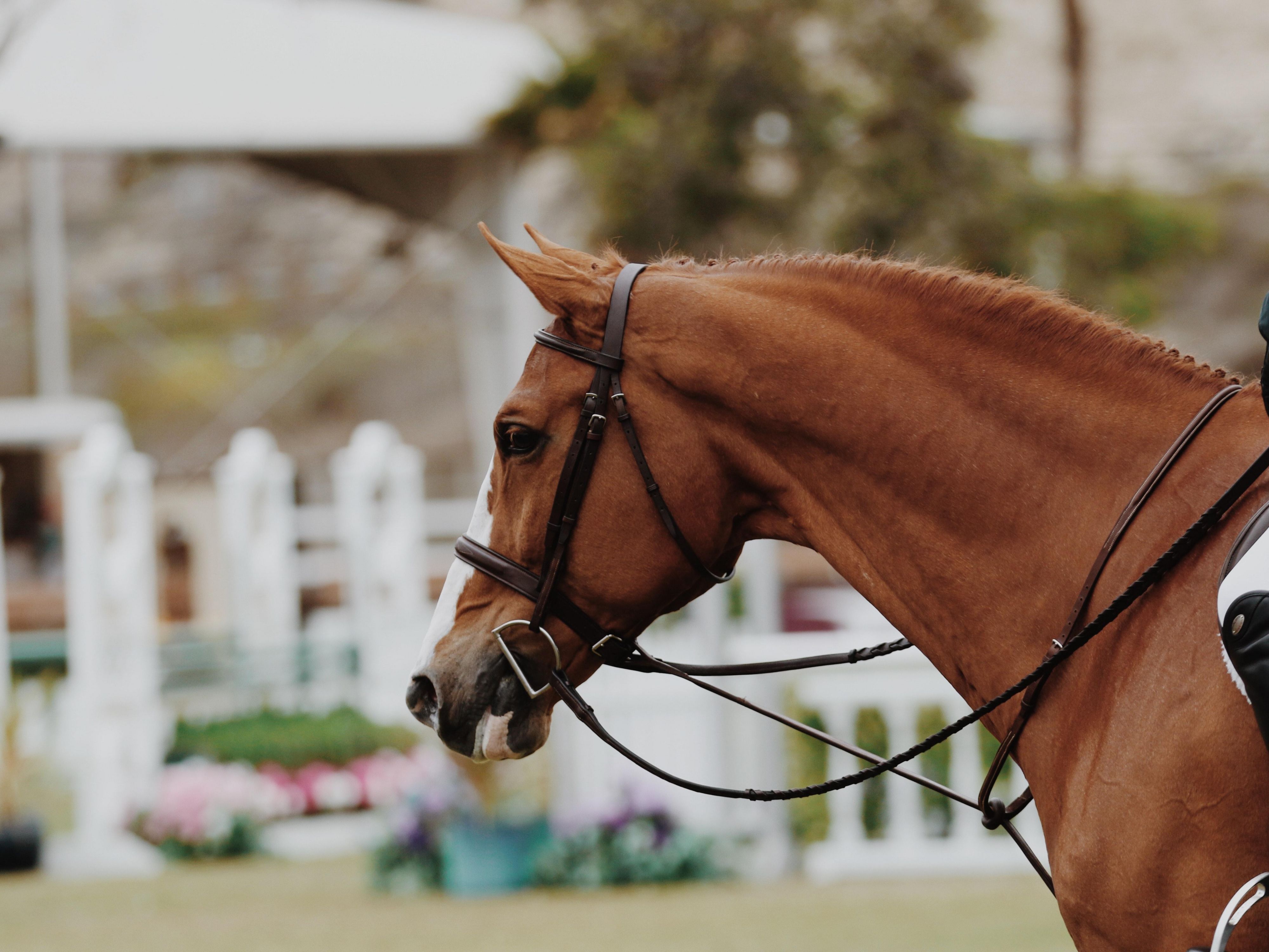 Located in the heart of Bluegrass Country, the legendary Keeneland Racecourse offers Thoroughbred and simulcast racing. Take a tour the exquisite grounds or watch the morning workouts. Keeneland is about five miles from our downtown Lexington hotel.