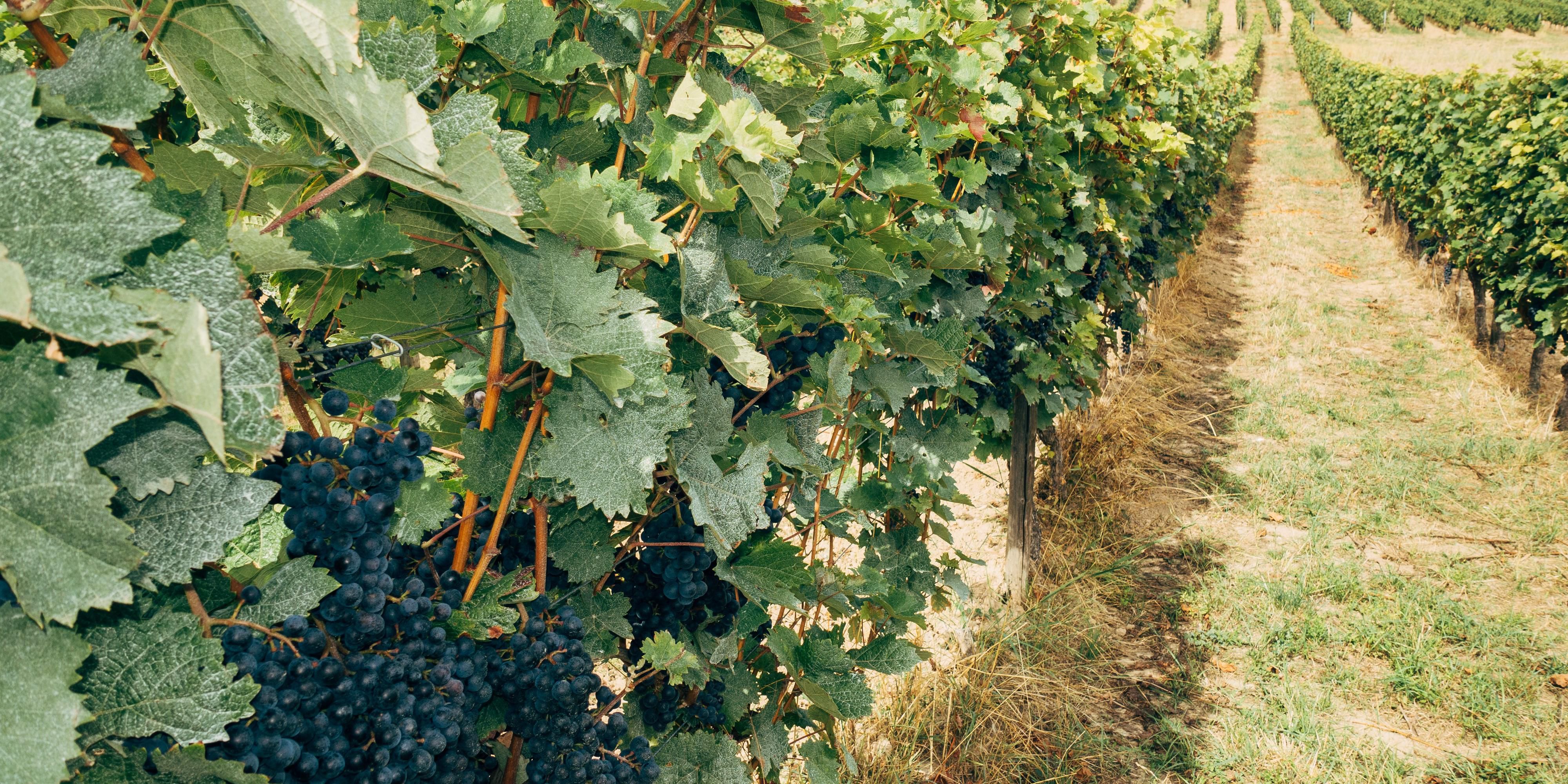 PetFriendly Hotels In Livermore, CA Holiday Inn Express & Suites