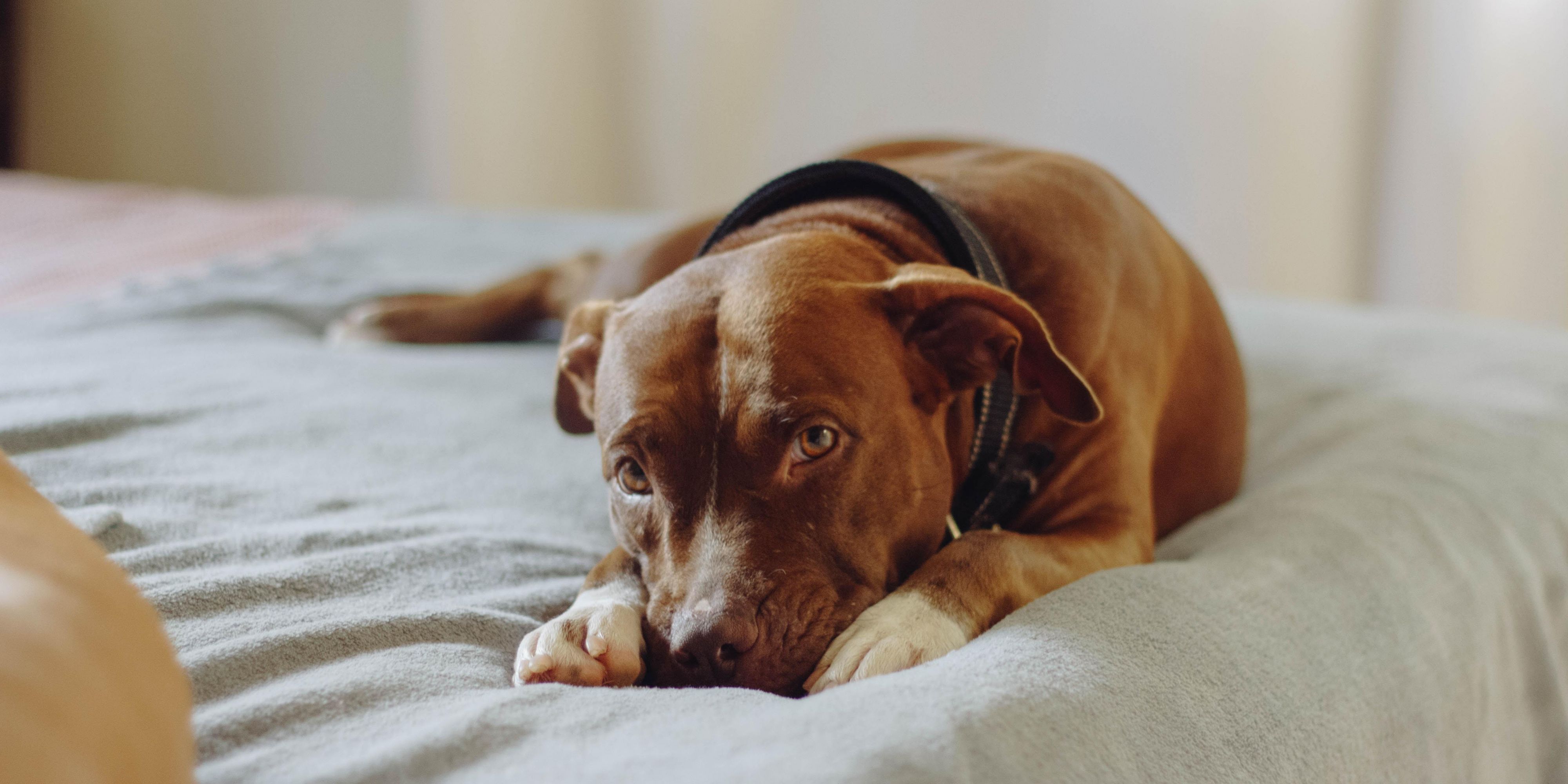 Bring your furry friends with you on vacation when you stay at our hotel. We love having dogs visit us. View our pet policy to see what any current restrictions are, and our minimal pet fee for their stay. 