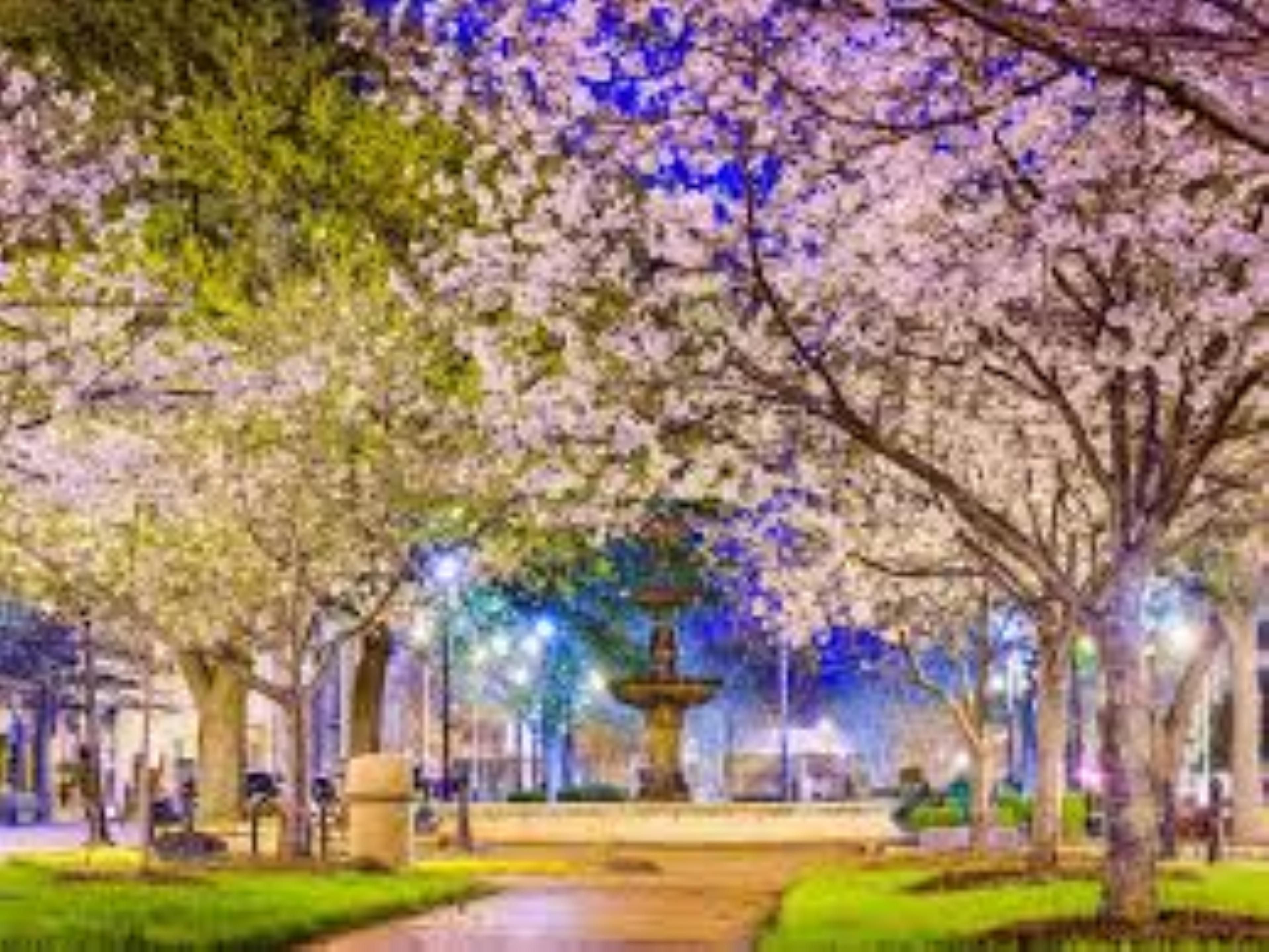 Stay with us and enjoy the Cherry Blossoms Festival In Macon, Ga from March 14th - 24th. 