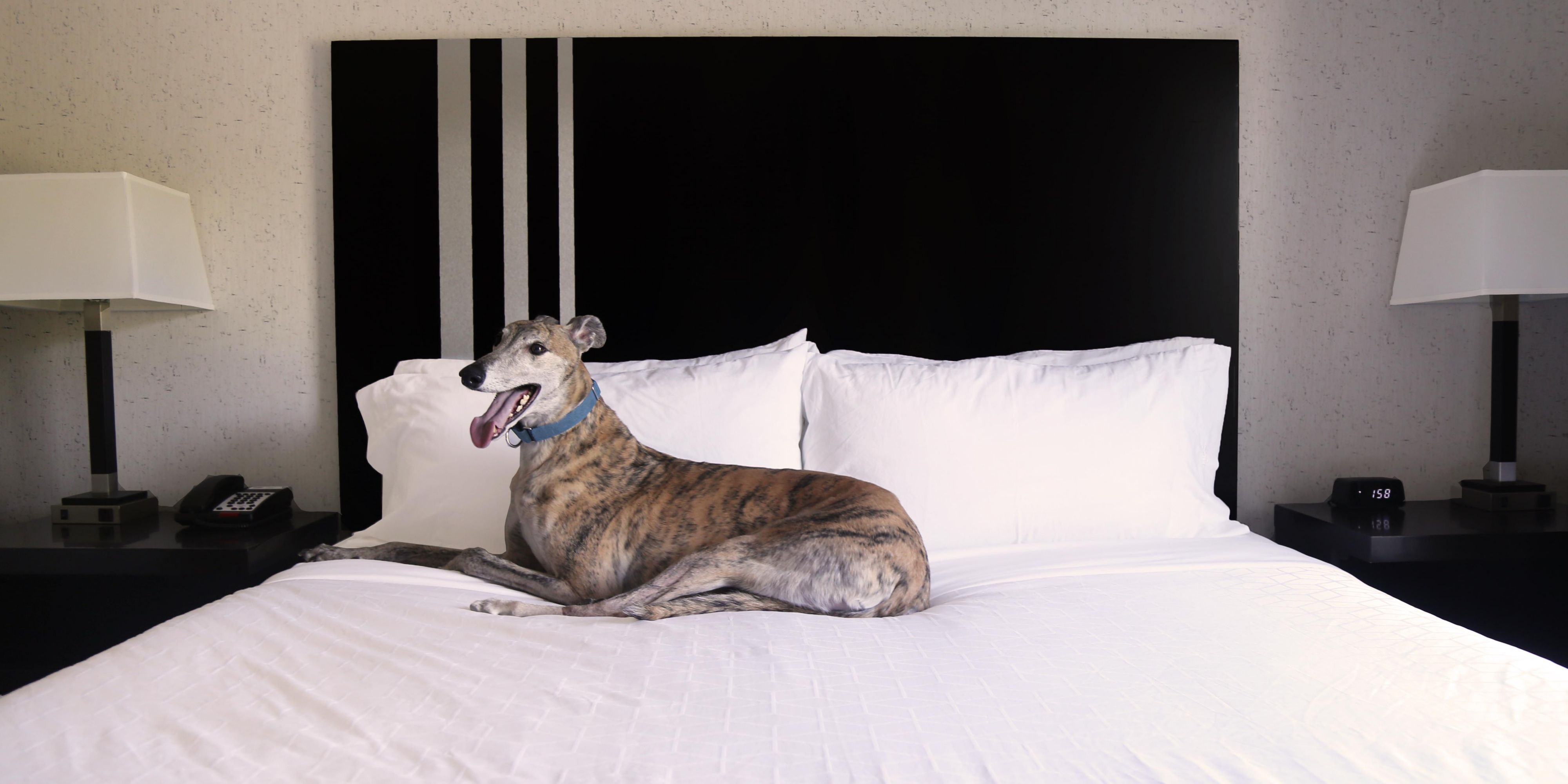 Don't want to leave your furry friend behind on vacation? You don't have to! We are happy to accommodate your four-legged companion at our hotel. We are located in plenty of walking trails and dog parks to occupy their time. 