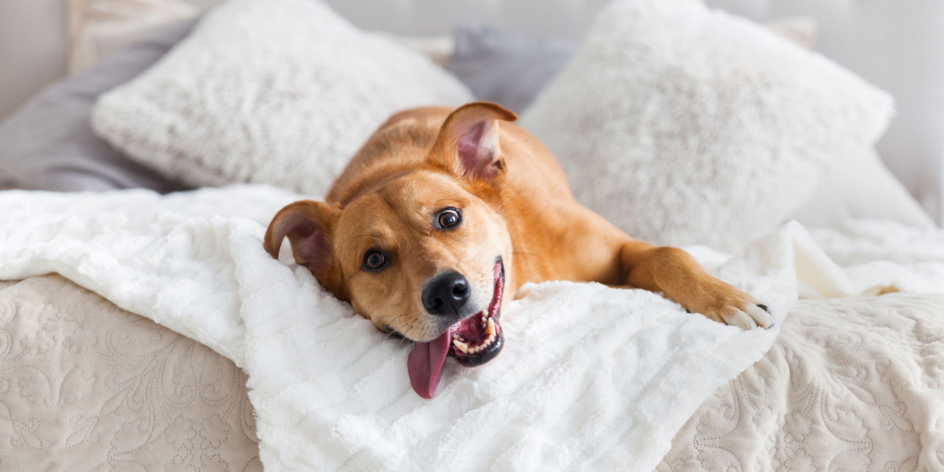 Dogs welcome. There is a $25.00 non refundable pet fee per night applied to any reservation accompanied with a pet. Available for standard 2 queen beds only. Please review our pet policy before reserving.