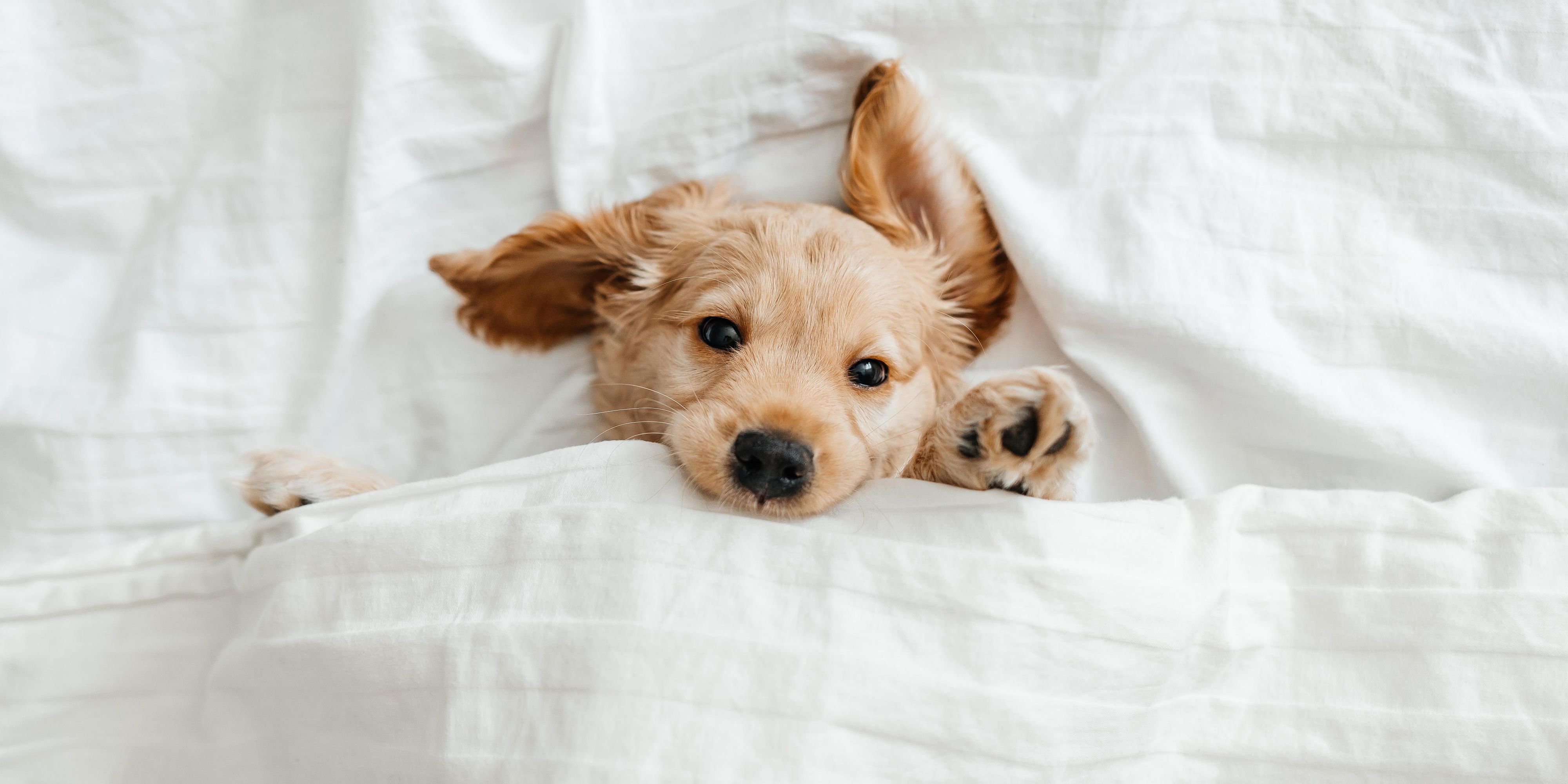 Bring your pup to the Holiday Inn Express and Suites Medford! Our Pet Deposit is $35. We have a 2-dog maximum. Please contact us with any other questions!

