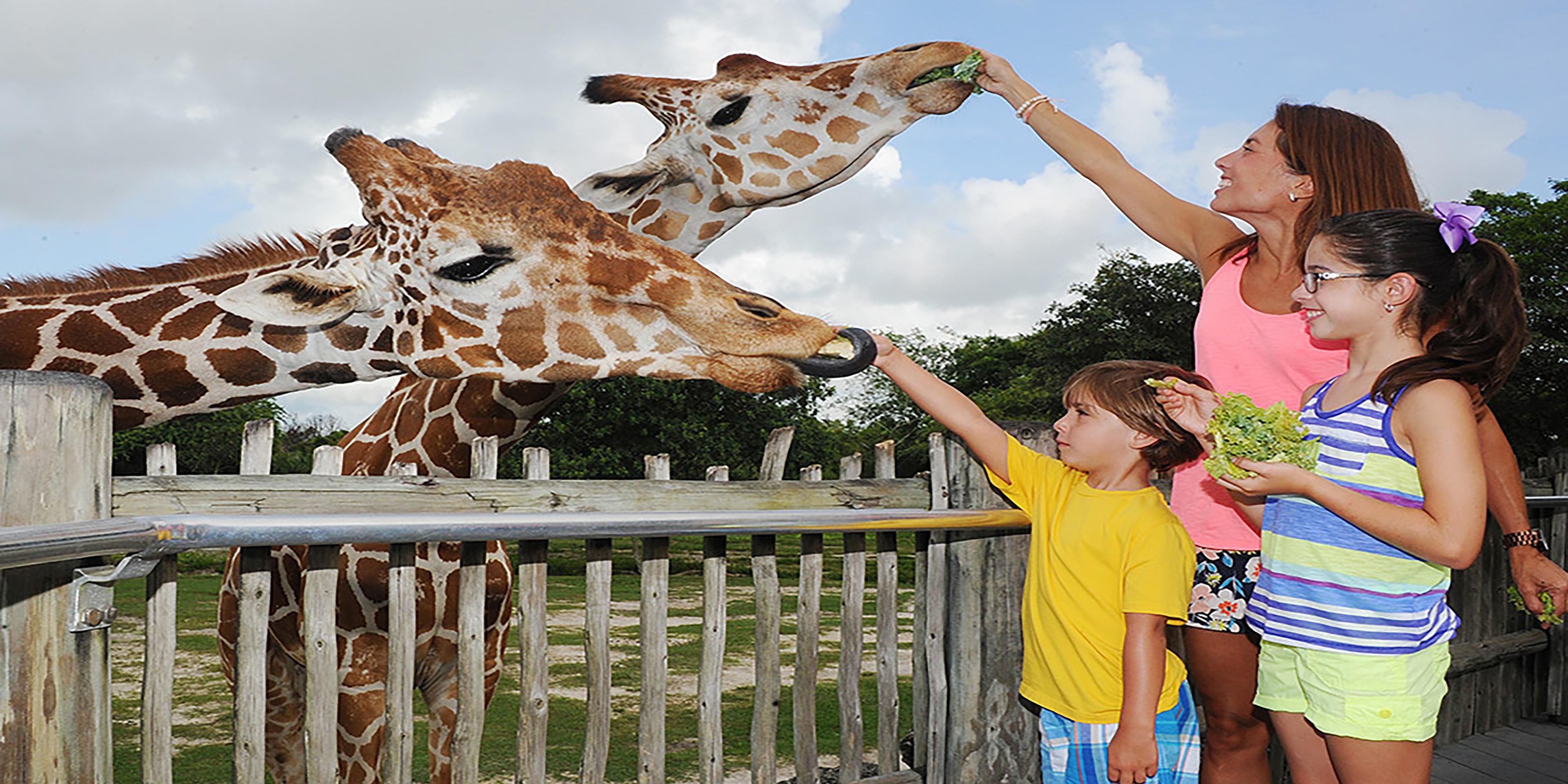 Our hotel boasts ideal proximity to dynamic attractions including Zoo Miami, Gold Coast Railroad Museum, Miami Executive Airport (TMB), Monkey Jungle, Schnebly’s Winery and more. Shopping, dining and entertainment within minutes from the hotel. Ask our front desk team for a list of our area attractions and restaurants.