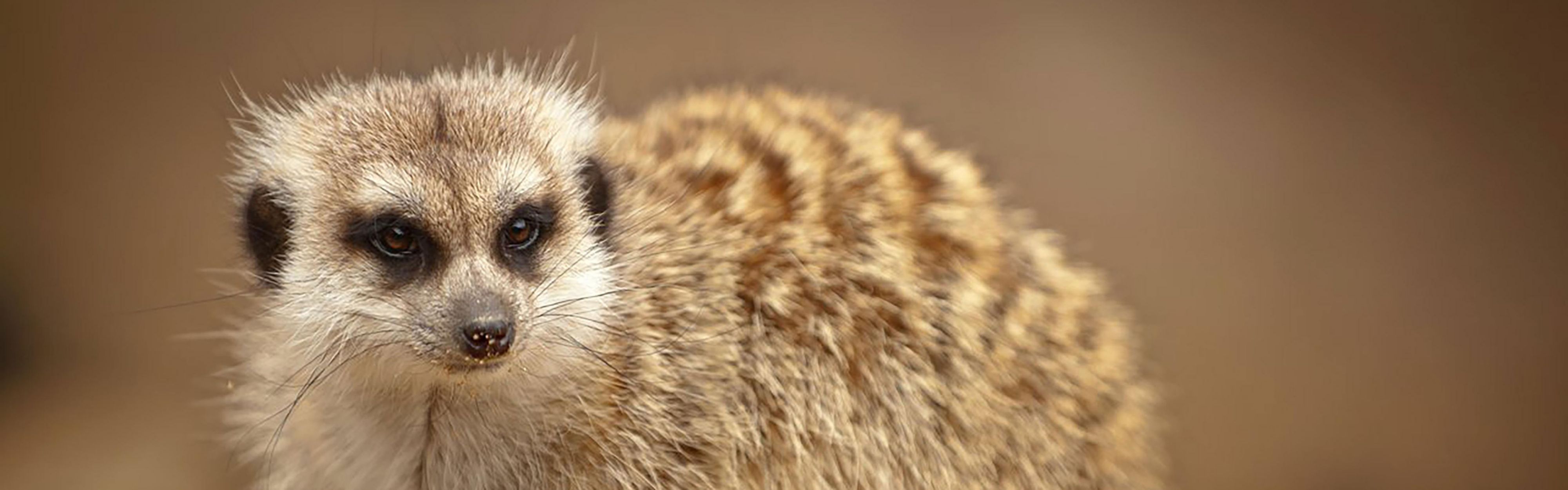Find Your Inner Meerkat at the Richmond Metro Zoo!