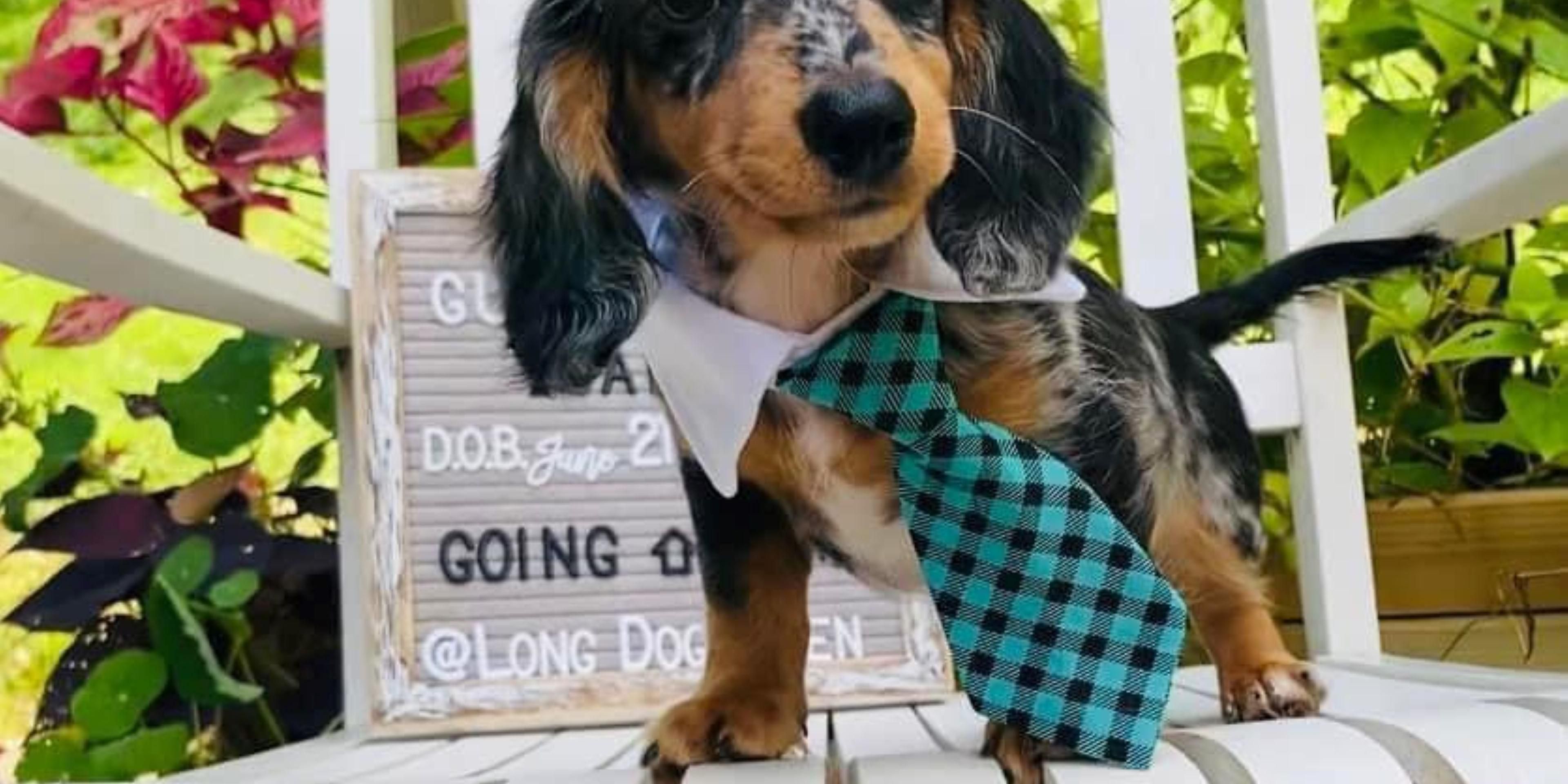 It's hard to leave your best friends at home when you're travelling, so we encourage you to bring them along. We are a pet-friendly hotel with a low fee of $35 per pet, per night. Serving the Moundsville, Wheeling, St Clairsville and Triadelphia areas.