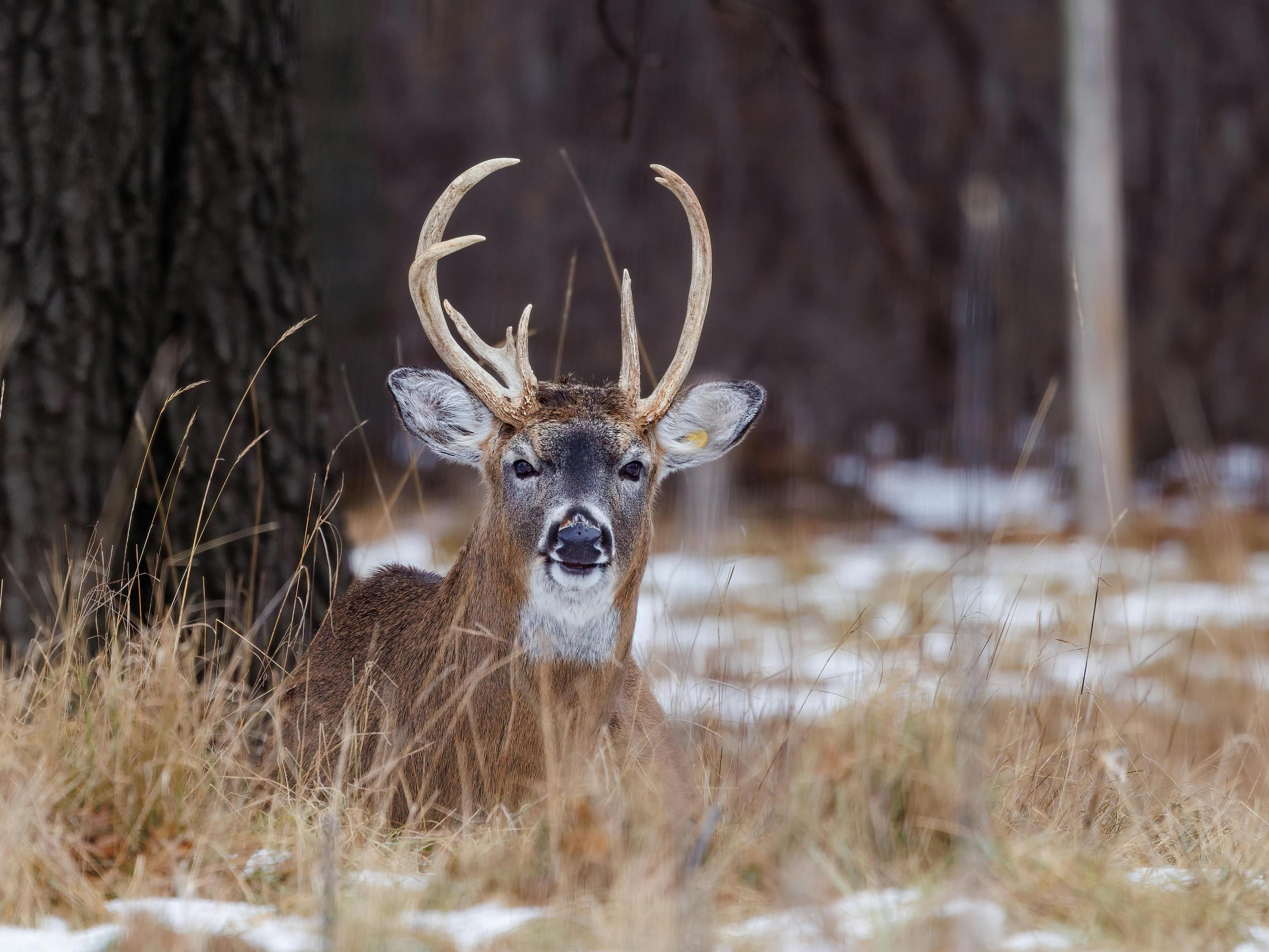 It's Hunting Season