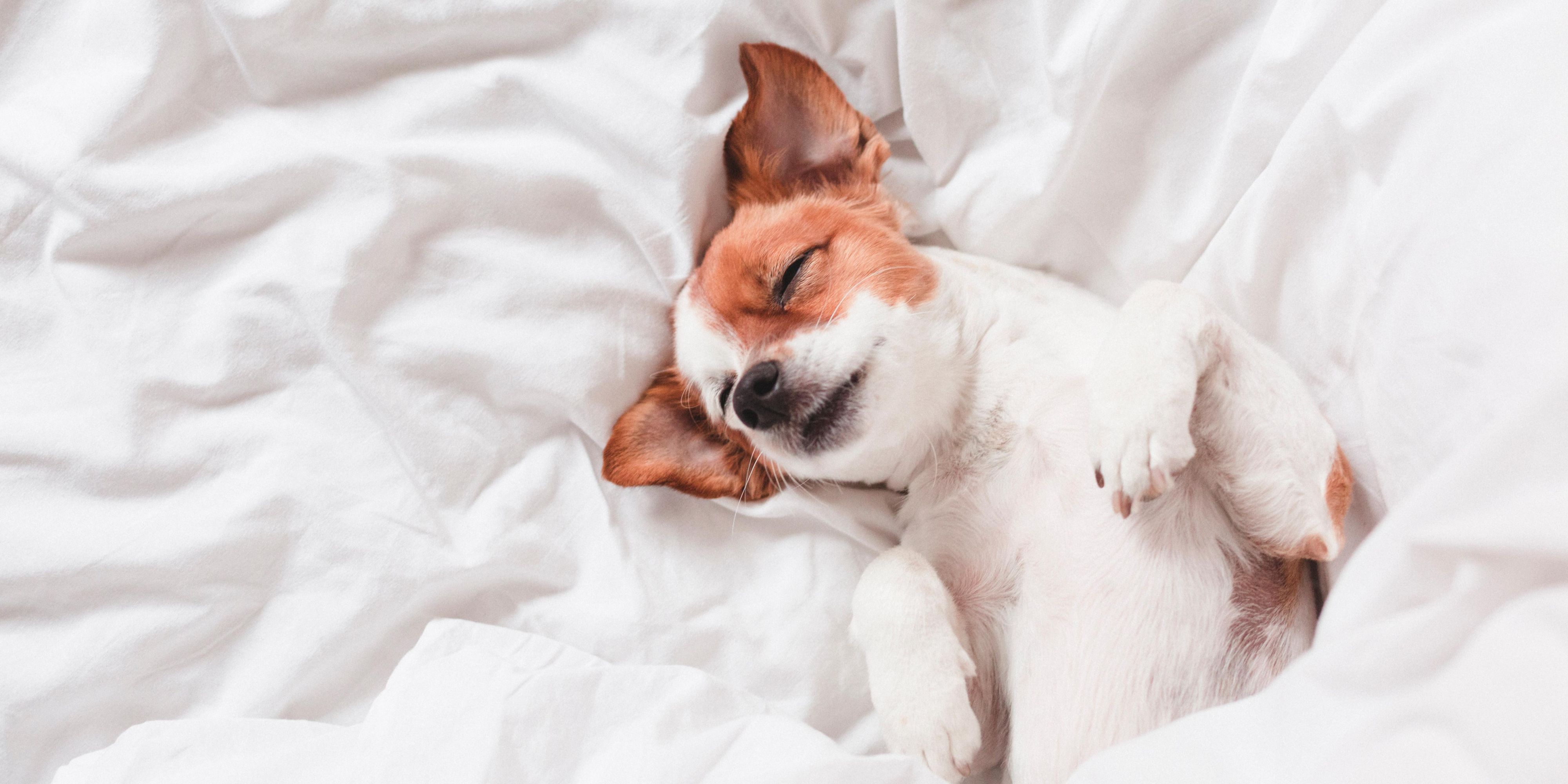 Pet-friendly accommodations are now available!
