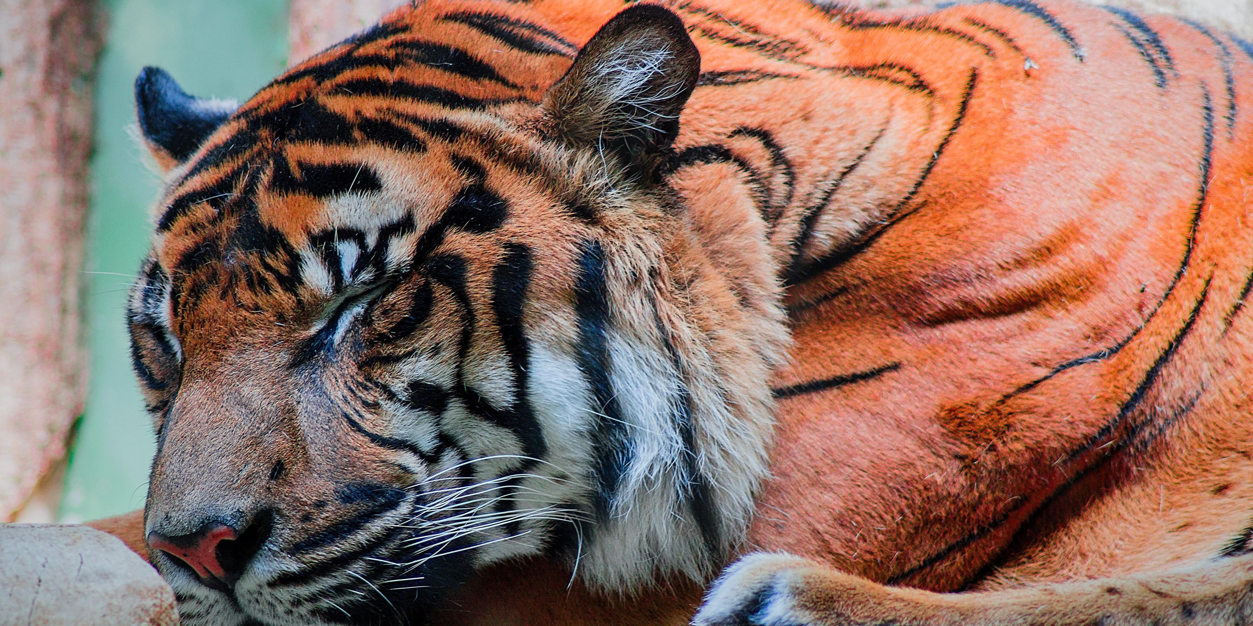 Nestled on the sandy shores of beautiful Lake Michigan, the Racine Zoo is home to some of the world's most remarkable and endangered wildlife