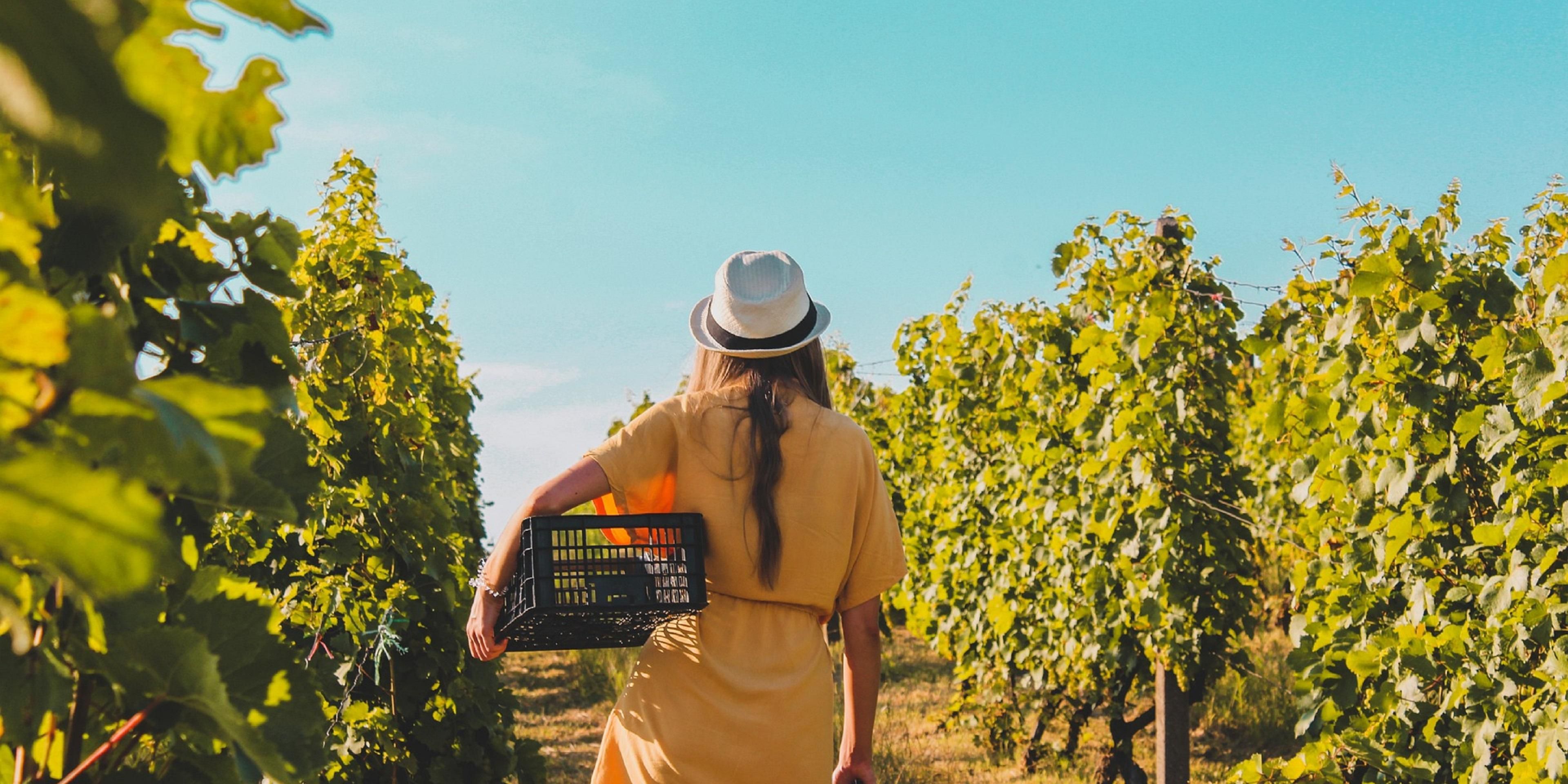 Escape to local wineries after your relaxing stay. We have many favorites to choose from within a few of miles away from our hotel. Be sure to ask the receptionist for a map to nearby wineries.