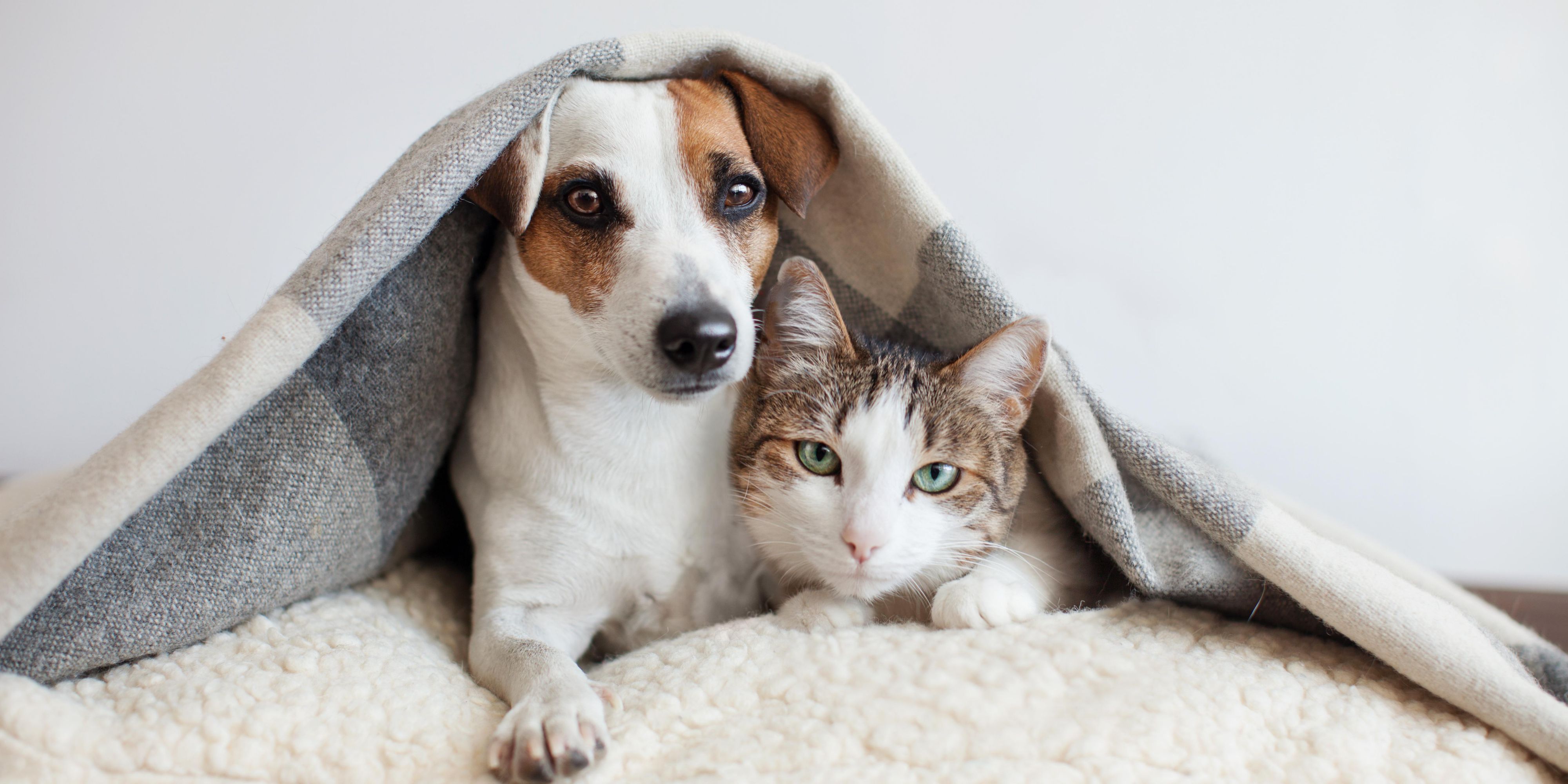 Do you like travelling with your pet?  Then good news, we are pet friendly.  Our pet fee is just $15 per night, so don't forget your four-legged family member.   