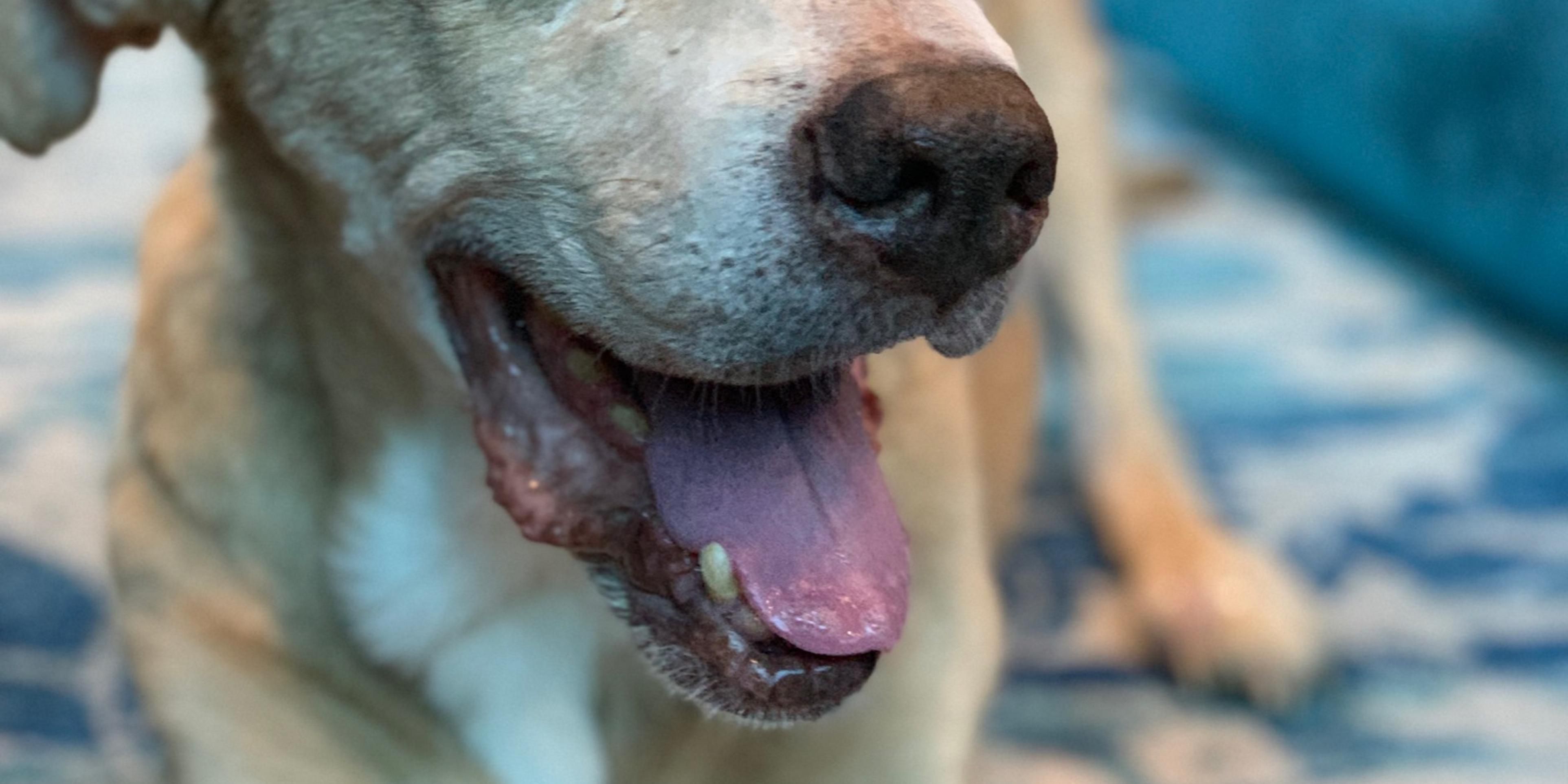 It's not always possible to leave your pets at home during long vacations or business trips, and often, you just want to have them with you to feel a little more at home while on the road.