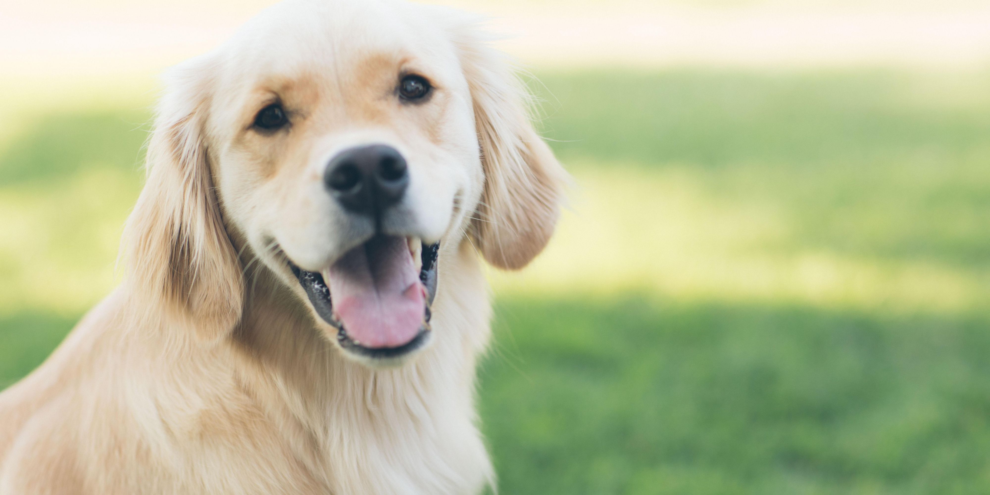 We love pets and we welcome yours. However, we have a few rules: please never leave your pet alone in your room. Outside your room your pet should be kept on a leash. When you walk your dog, please always pick-up after your dog. For more information please visit our pet friendly section on this website. If you have questions or concerns contact us.