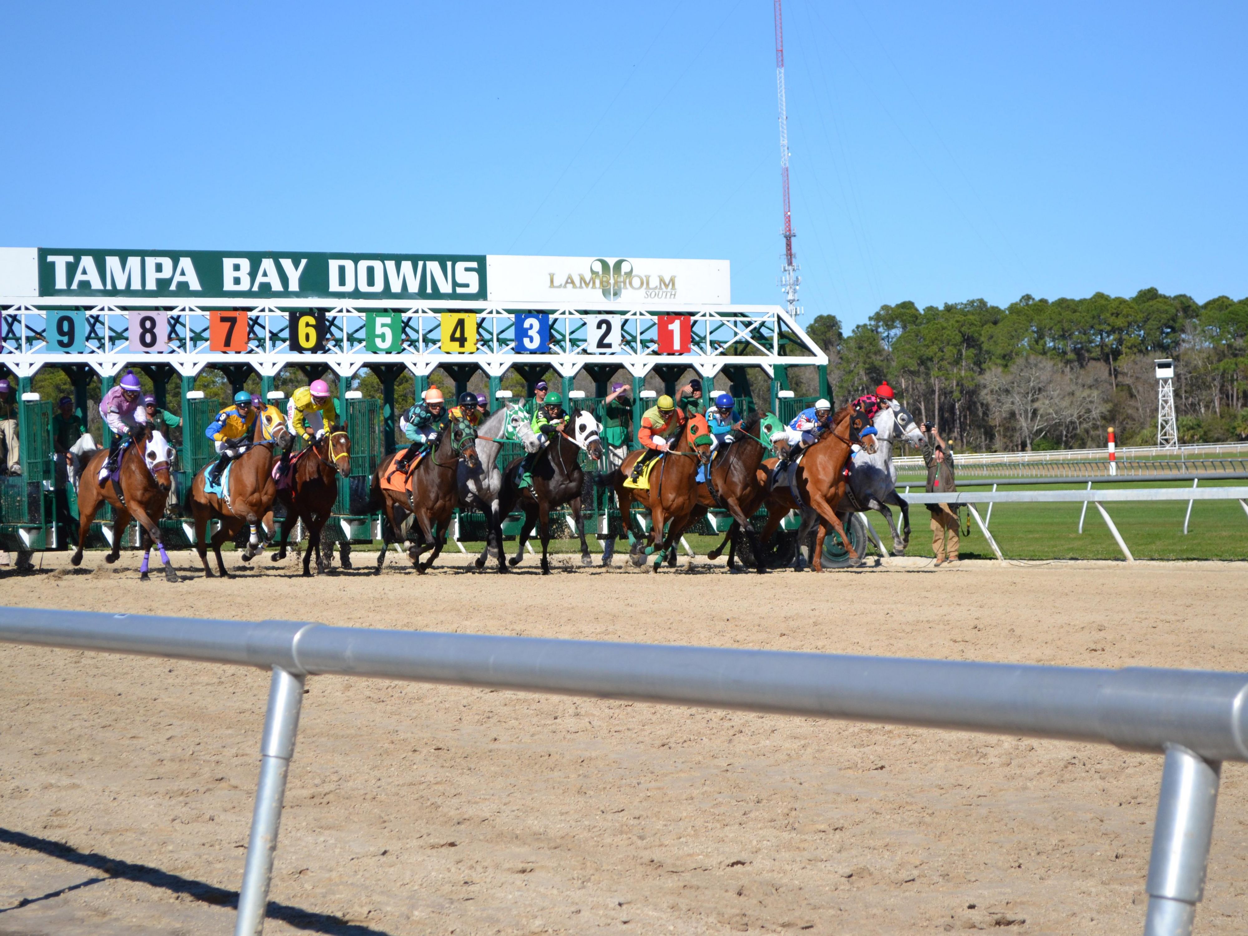 Tampa Bay Downs is a great way to spend the day in Tampa Bay!