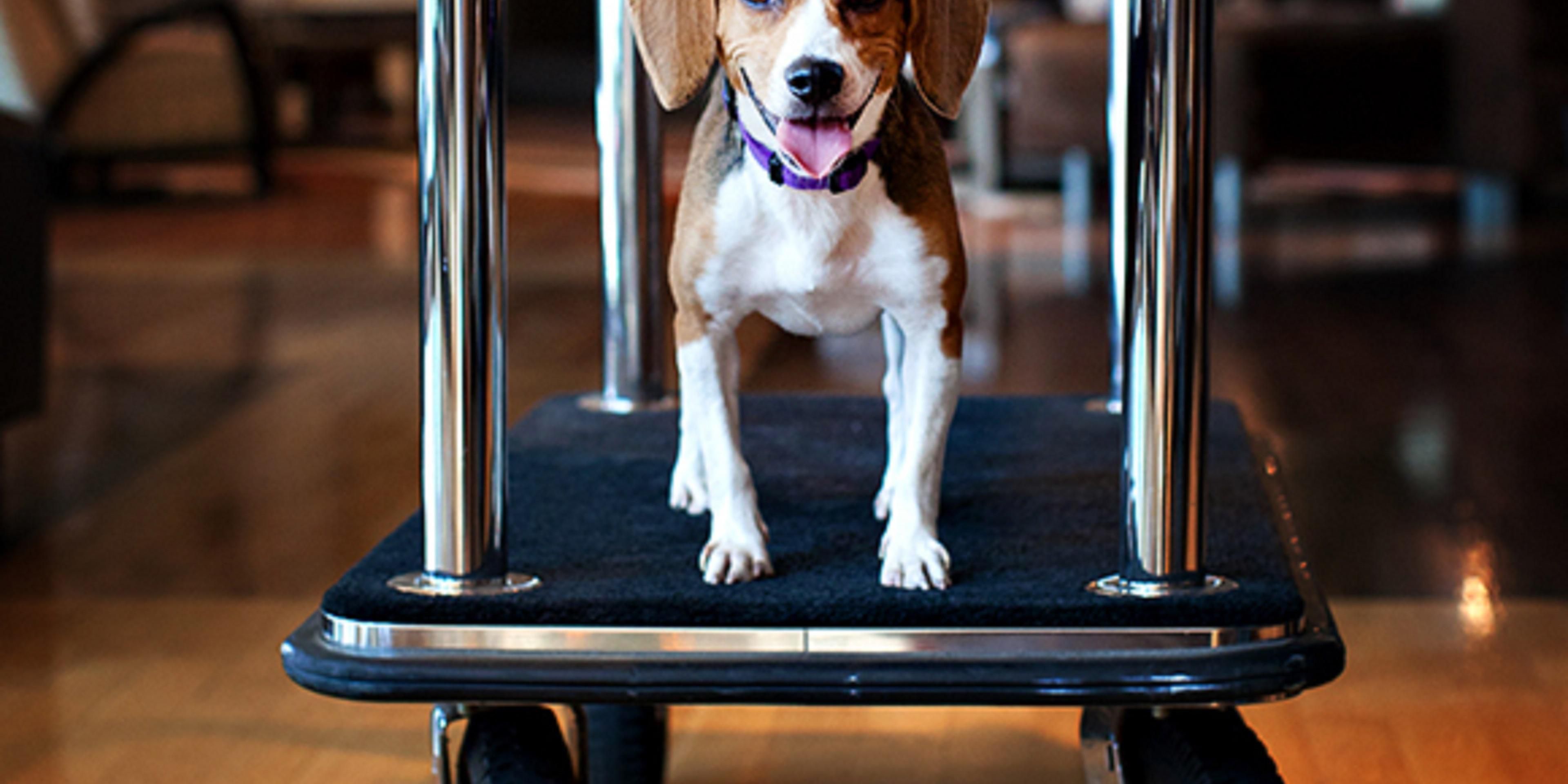 It's hard to leave our pets behind when we travel, but now you don't have to. Stay at the Holiday Inn Express and Suites Oshawa and your pets are welcome too. We allow a maximum of 2 pets per room to a maximum of 70lbs total. There is a fee of $25 per pet per day. Felines and exotic animals we are unfortunately unable to accommodate.