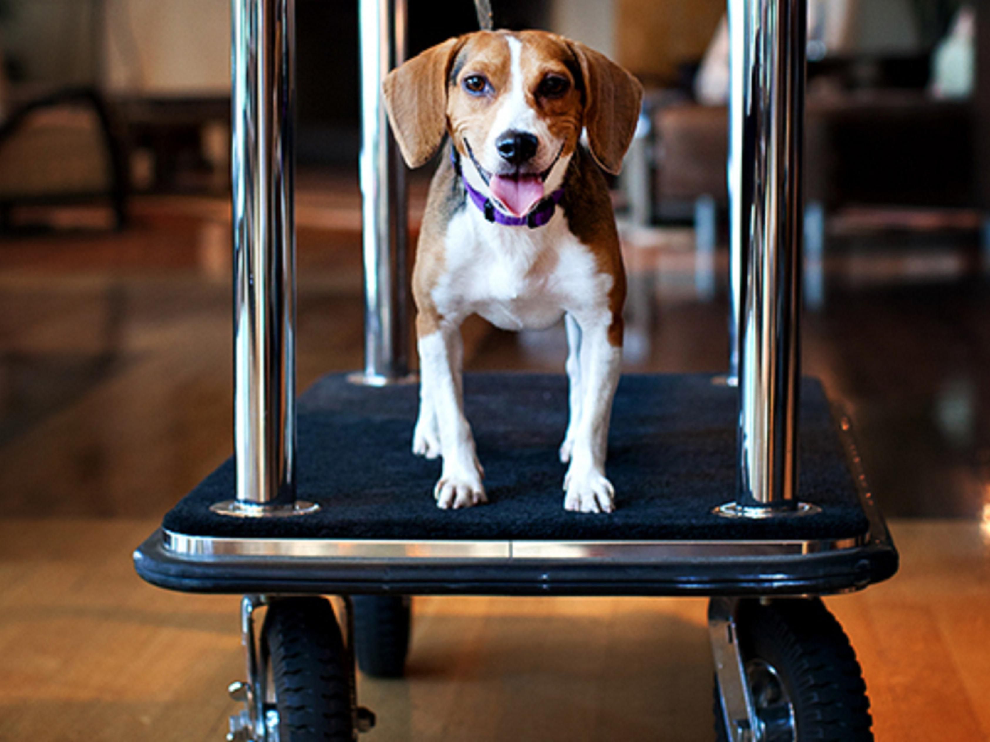It's hard to leave our pets behind when we travel, but now you don't have to. Stay at the Holiday Inn Express and Suites Oshawa and your pets are welcome too. We allow a maximum of 2 pets per room to a maximum of 70lbs total. There is a fee of $25 per pet per day. Felines and exotic animals we are unfortunately unable to accommodate.