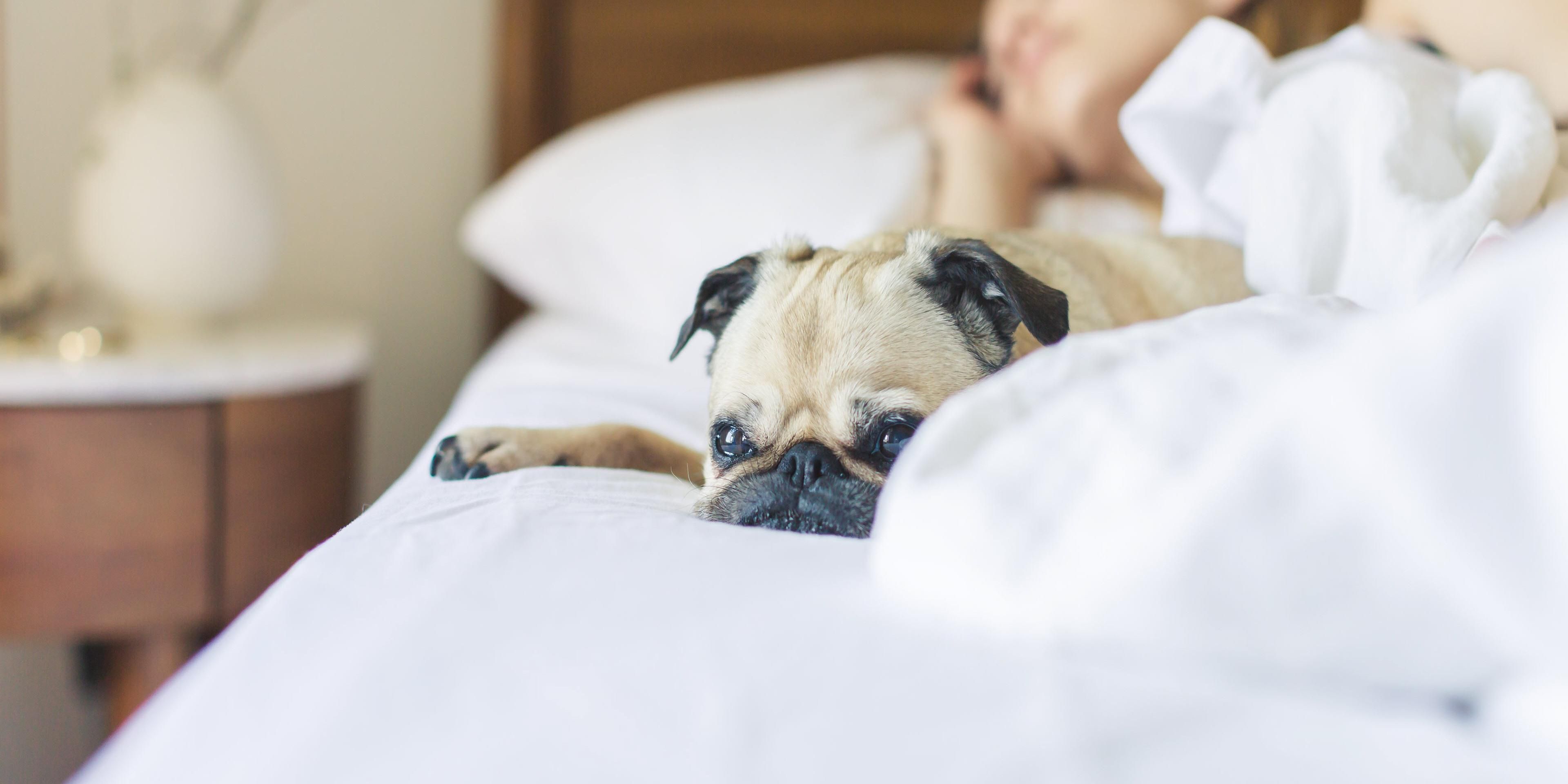 Is your travel experience enriched when you bring your four-legged friend? We have space for you and your furry friend. Our pet-friendly policy is 50 dollars per night with a maximum of 2 pets per room. Please call the hotel directly for additional questions. 