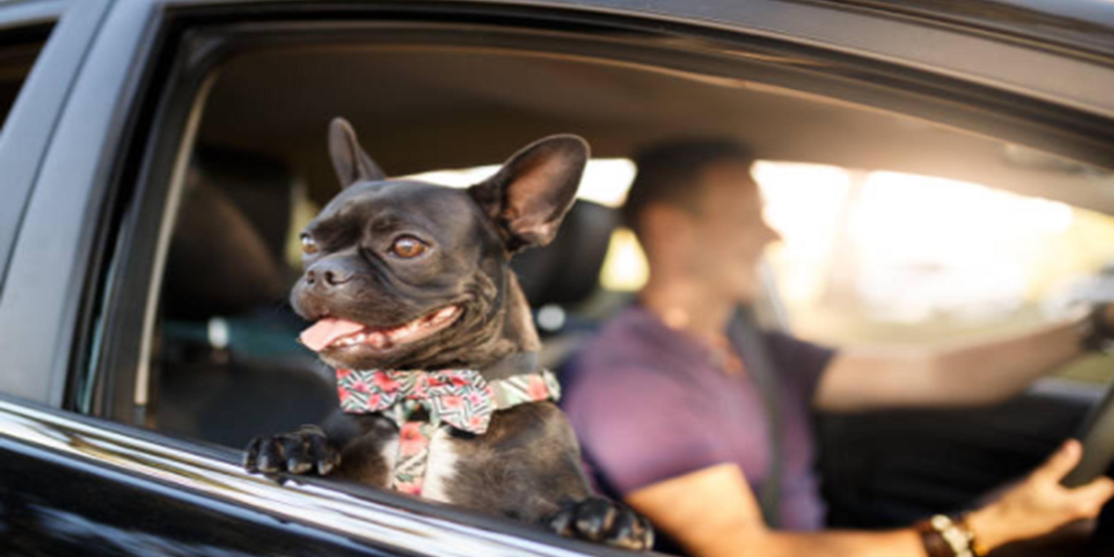 PetFriendly Hotel in Raymondville, TX Holiday Inn Express & Suites
