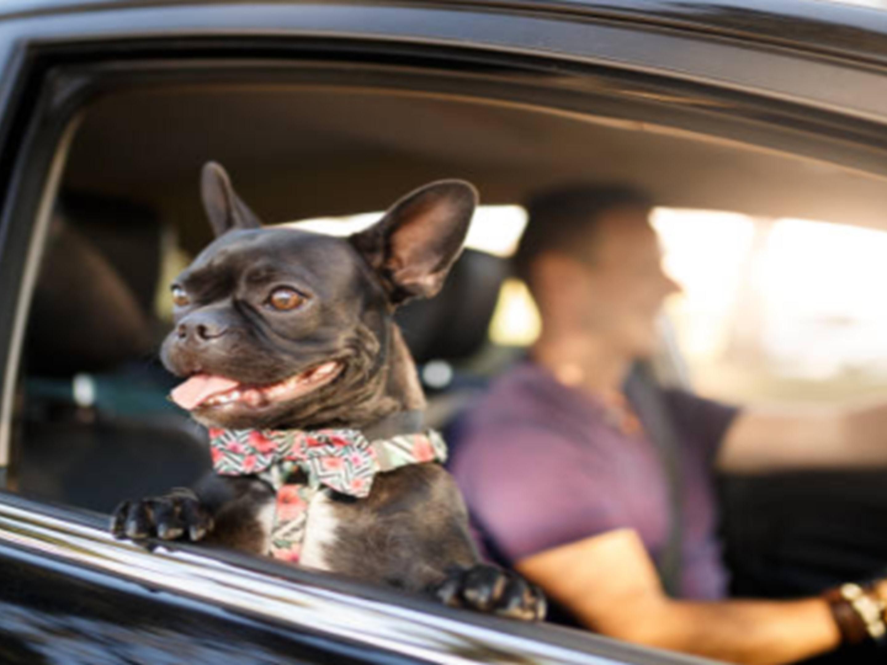 You've come to the right place! We have the friendliest and most welcoming hotel team you can find, and yes, we'll welcome you too! We love our human guests just as much as our furry guests! We couldn't possibly ask them to leave you at home, who would drive the car?  