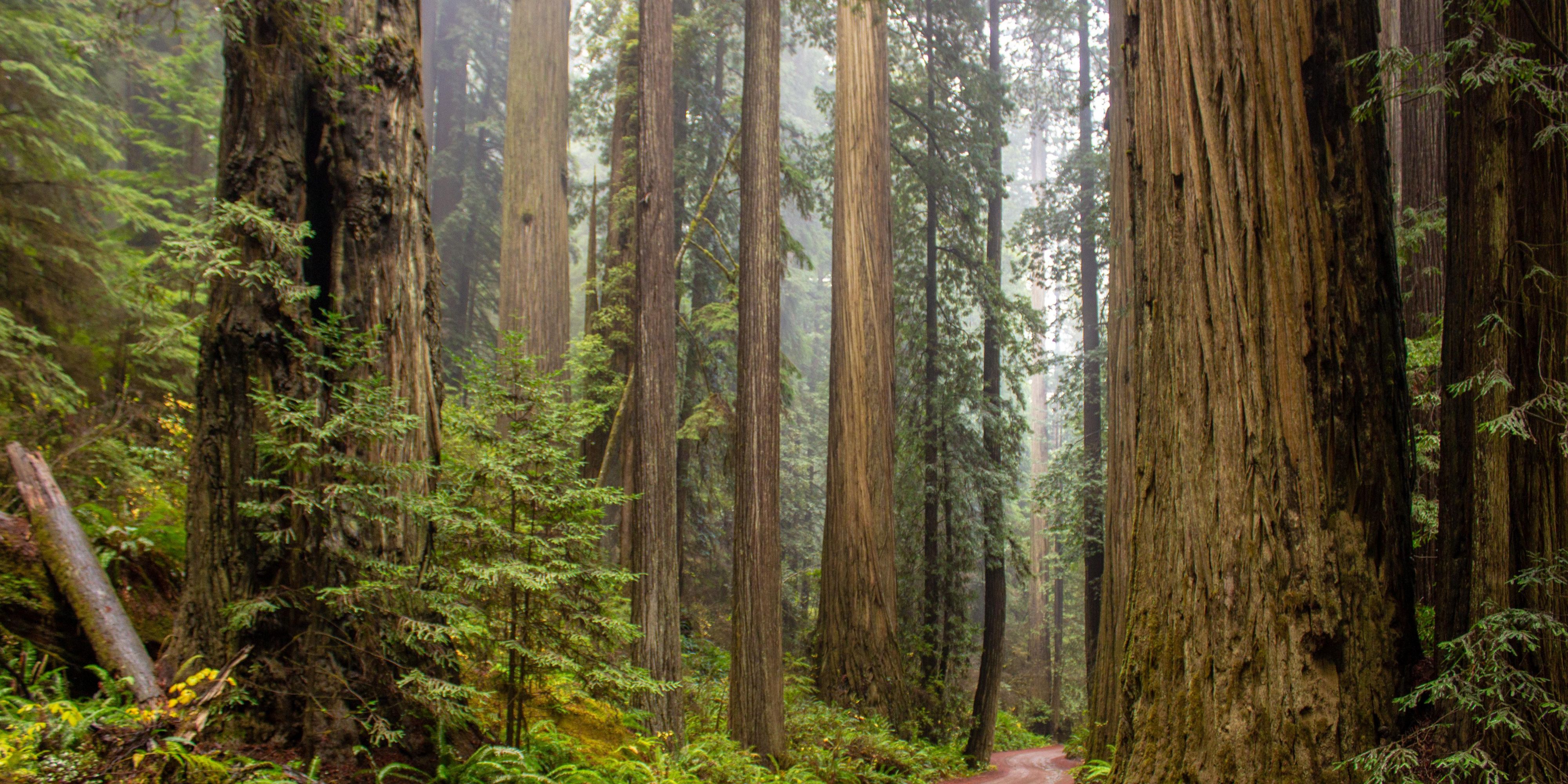 We are off Highway 36 (right off I-5), a gateway to the Redwood Forests, only 1 hour from Lassen Volcanic Park, and we are also close to a variety of dining options. 
