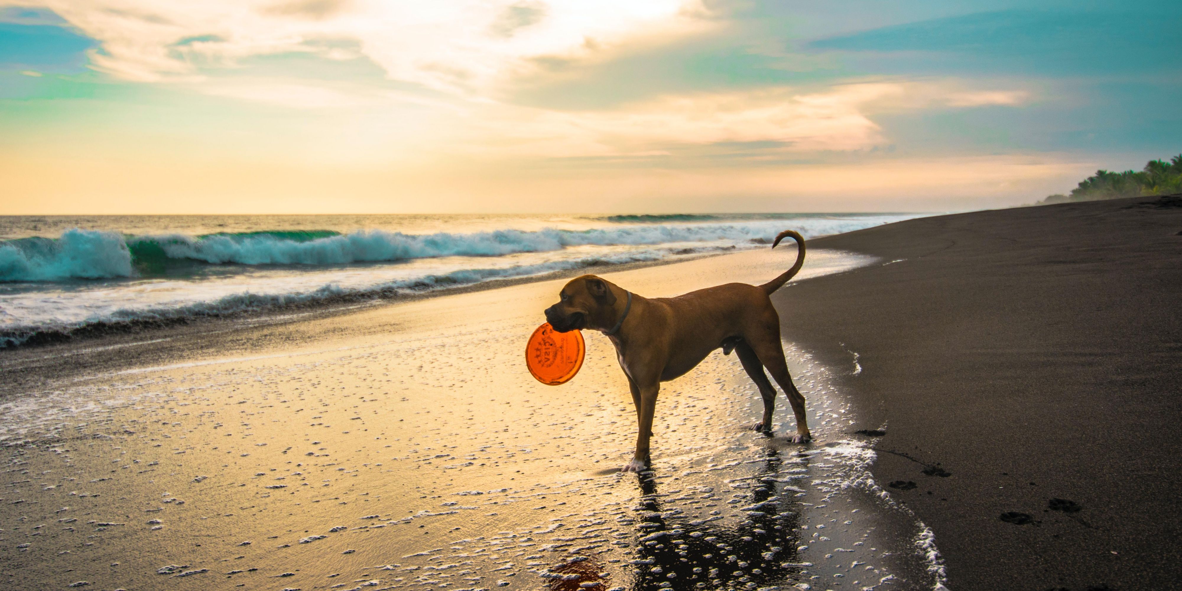 Dogs enjoy beach vacations, too! With our pet-friendly policy, your furry friend is welcome in our Rehoboth Beach hotel for only $35 per night. They can sleep in standard pet-friendly rooms and exercise in our designated pet-walking area. Rooms are limited, and restrictions apply, so call the hotel directly to make your pet reservation. 