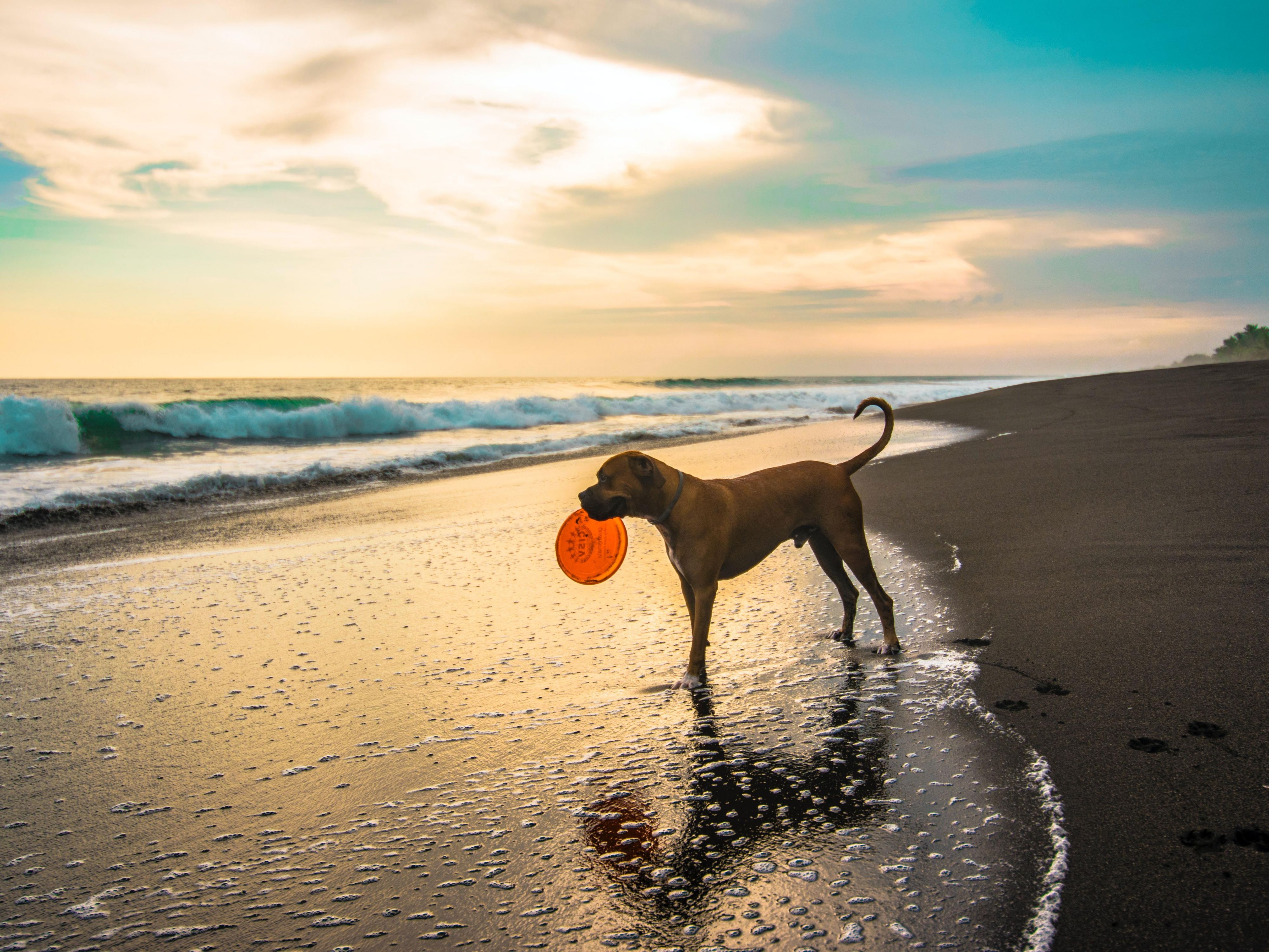 Dogs enjoy beach vacations, too! With our pet-friendly policy, your furry friend is welcome in our Rehoboth Beach hotel for only $35 per night. They can sleep in standard pet-friendly rooms and exercise in our designated pet-walking area. Rooms are limited, and restrictions apply, so call the hotel directly to make your pet reservation. 