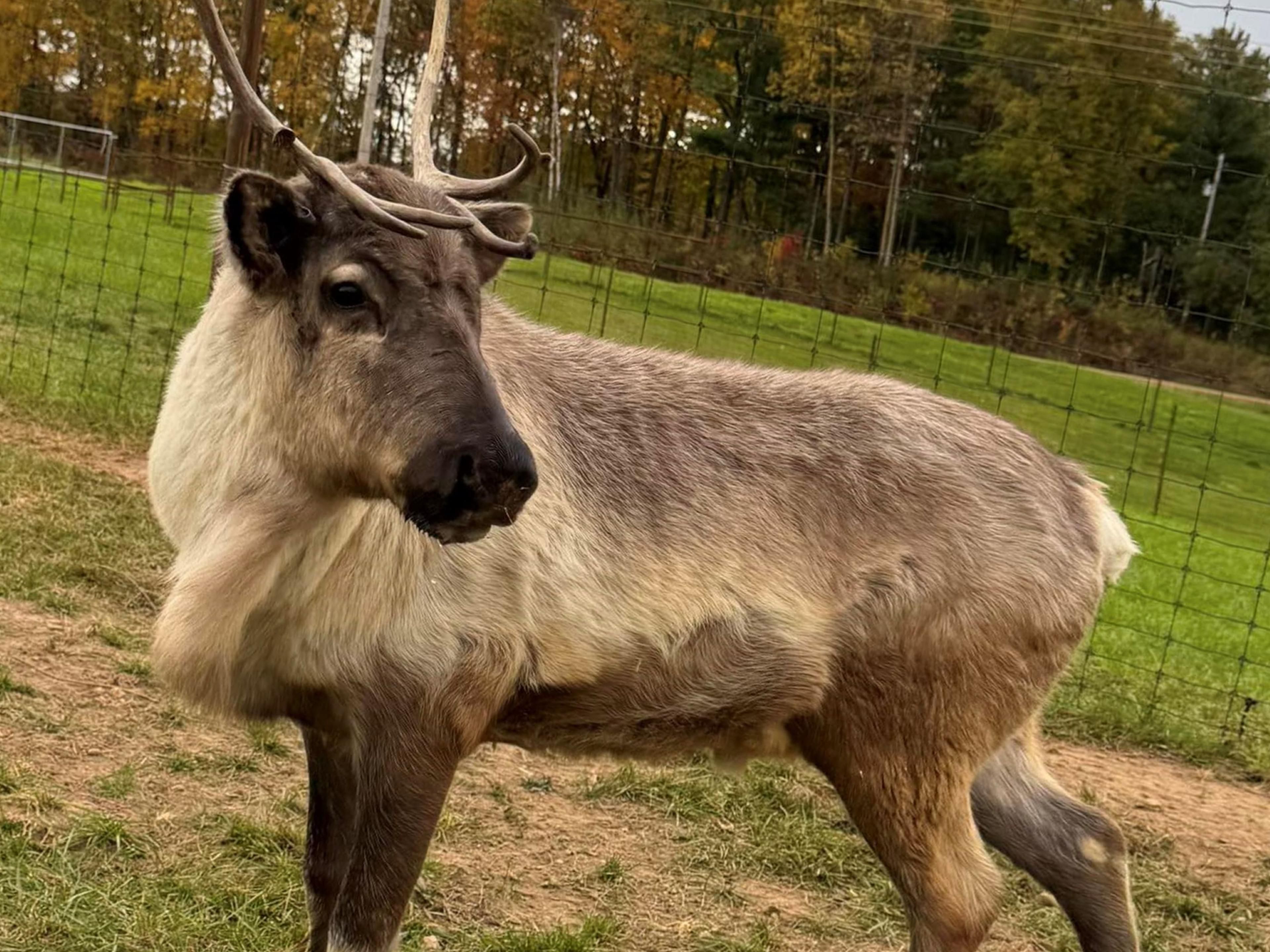 Snuggle up at the Holiday Inn Express Rice Lake before you head out to see the spectacular holiday lights and immerse yourself in a one-of-a-kind farm experience where reindeer take center stage—inviting guests to learn about their antler life cycle, seasonal behaviors, and gentle personalities. 
