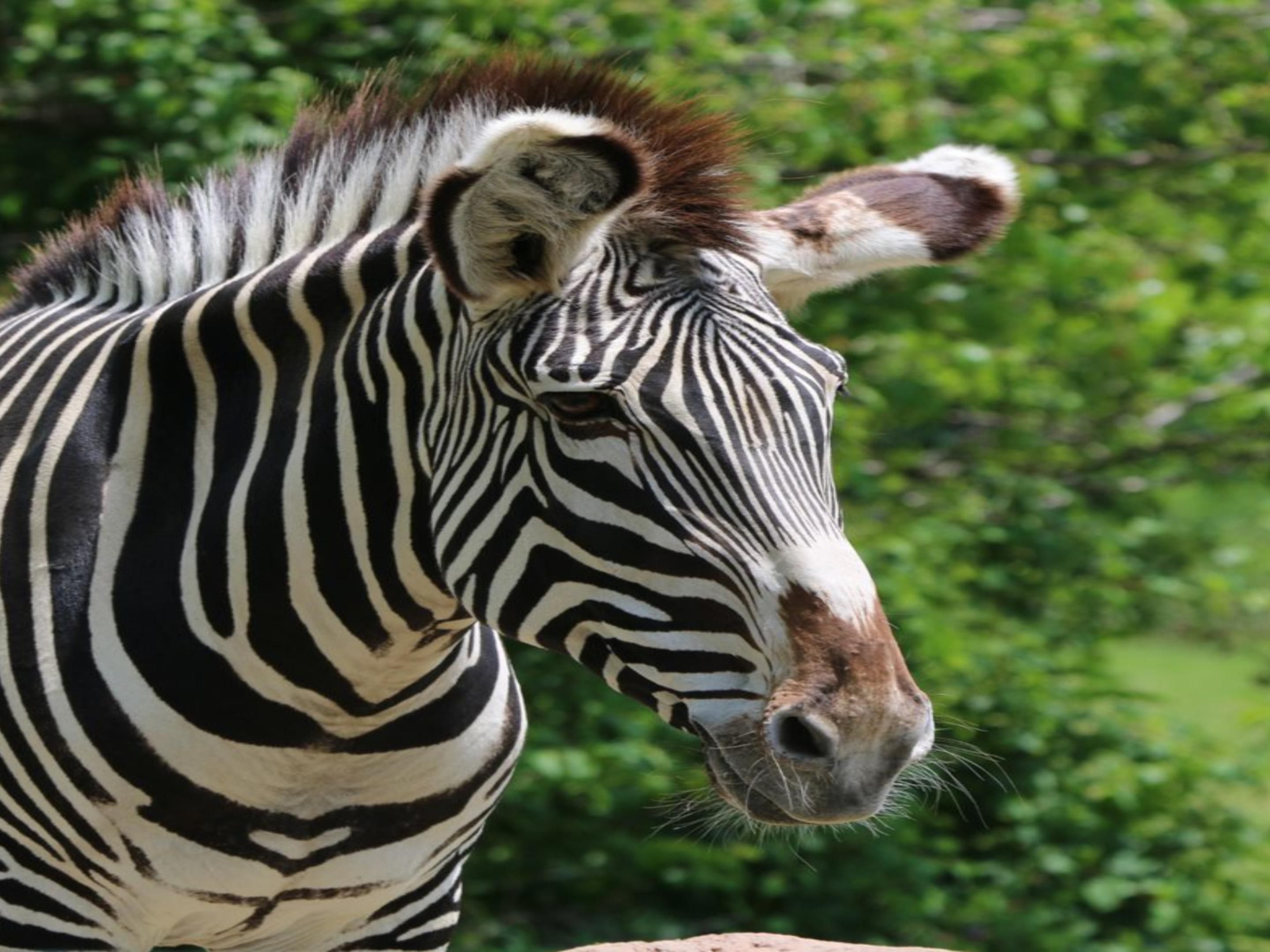 Pet-Friendly Hotels near Toronto Zoo | Holiday Inn Express & Suites ...