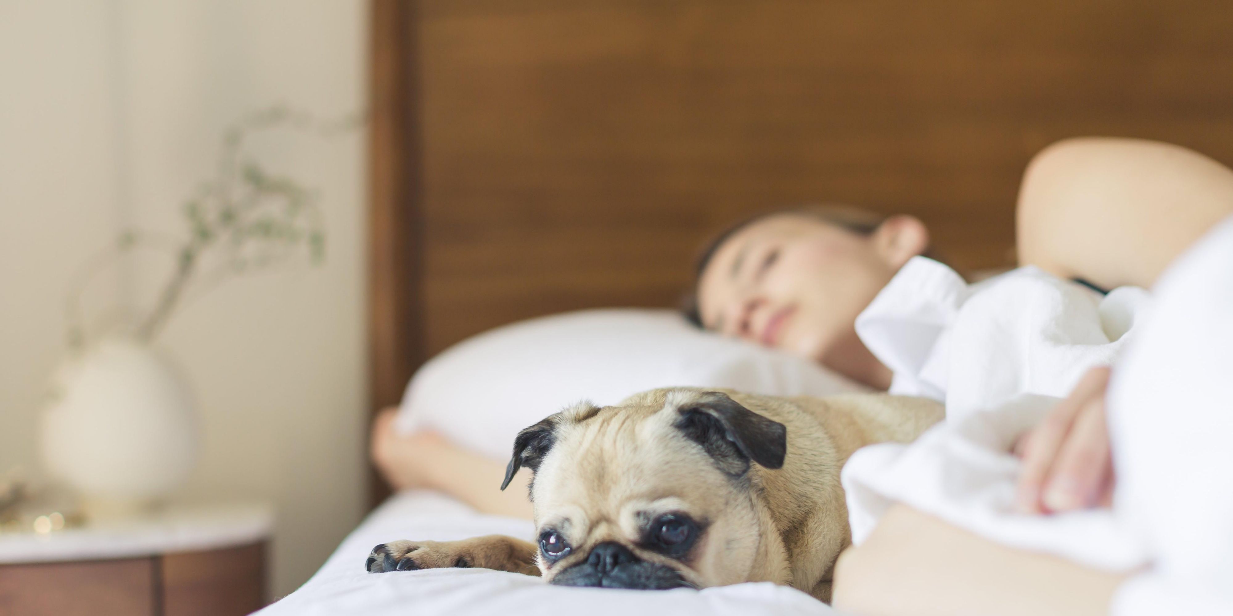We now accept dogs, so don't leave your furry friend behind!  Scenic walking options by the hotel are a great way for you and your dog to stretch your legs and get some fresh air.