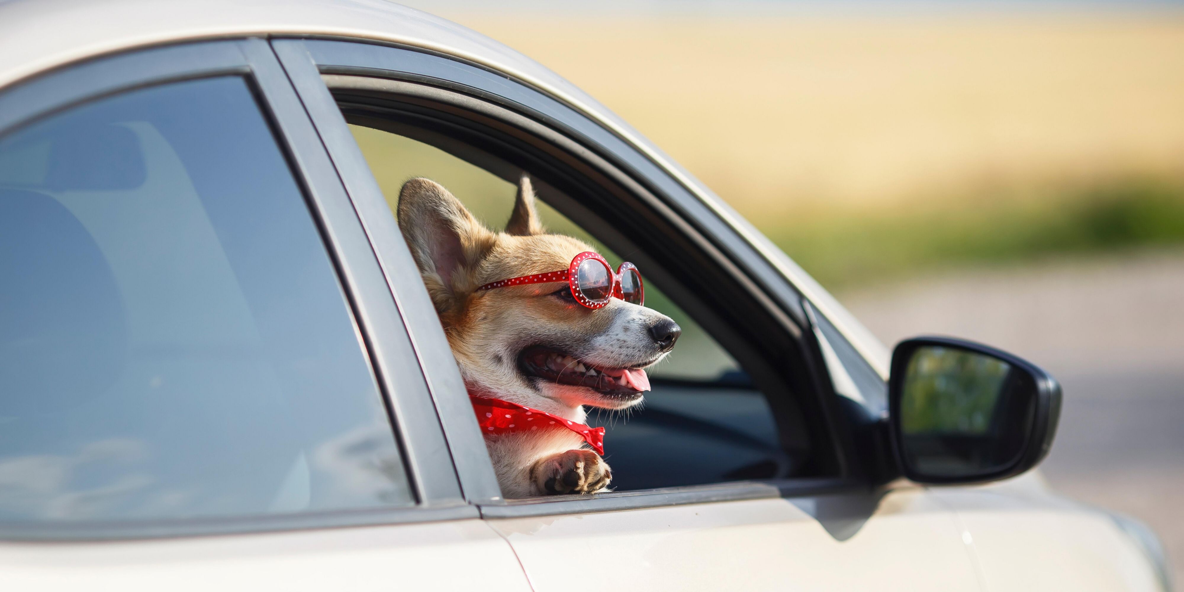 Traveling with your furry best friend?  We are a pet friendly hotel! Contact us today for fees and full pet policy. 
