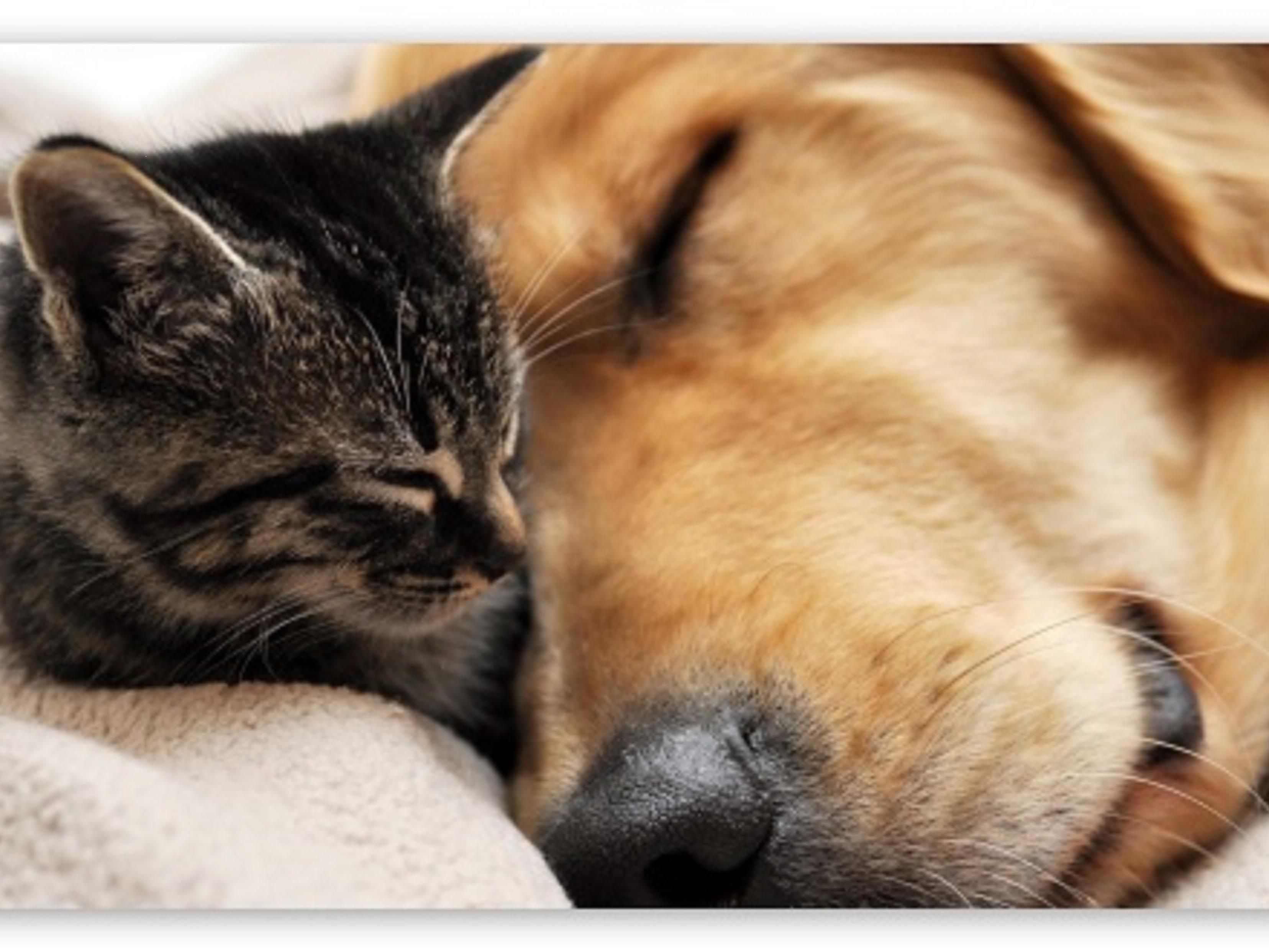 PetFriendly Hotel in Sanford, NC Holiday Inn Express & Suites Sanford