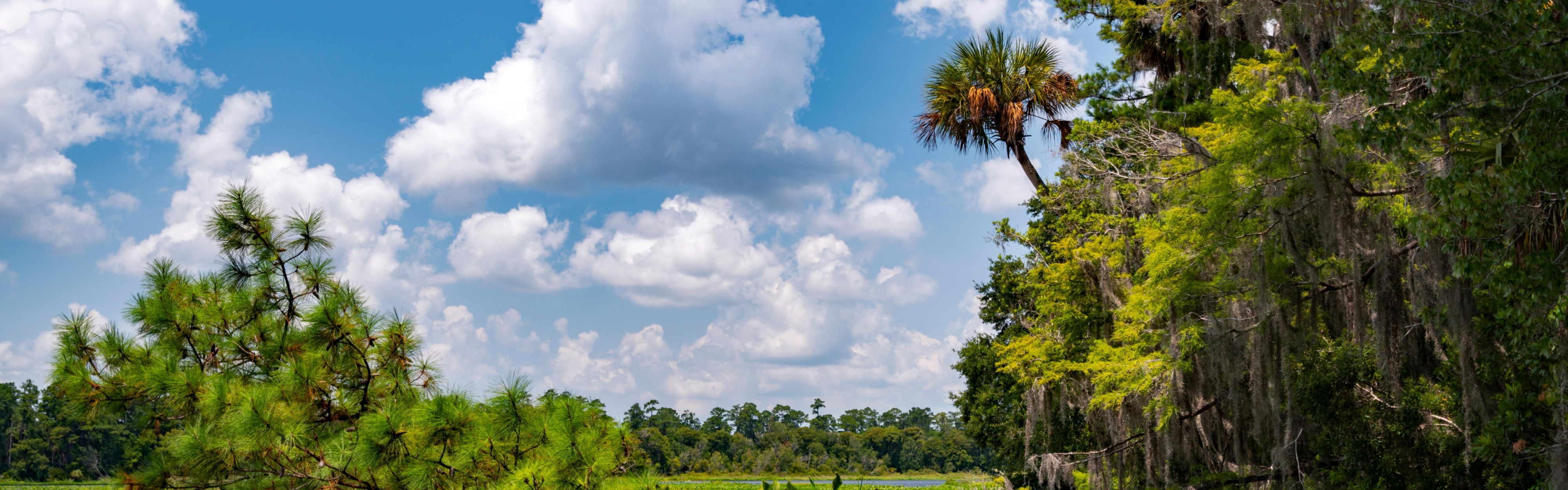 The Ocala National Forest is an eco-tourist's dream