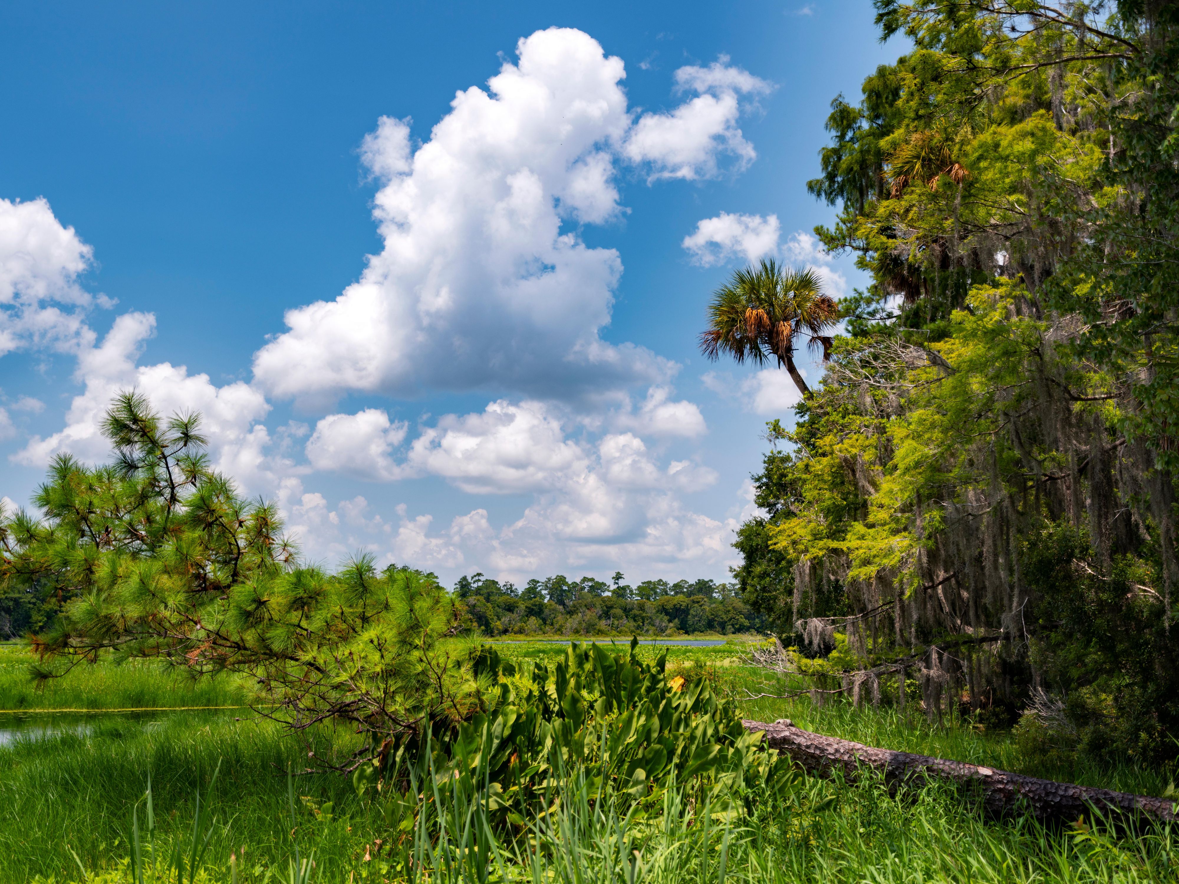 Voted one of 2025’s top 25 destinations, the Ocala National Forest is an eco-tourist’s dream just a short drive from Holiday Inn Express & Suites Ocala-Silver Springs. With over 600 lakes, rivers, and springs plus hiking, kayaking, and wildlife, it’s the perfect blend of adventure and natural beauty.