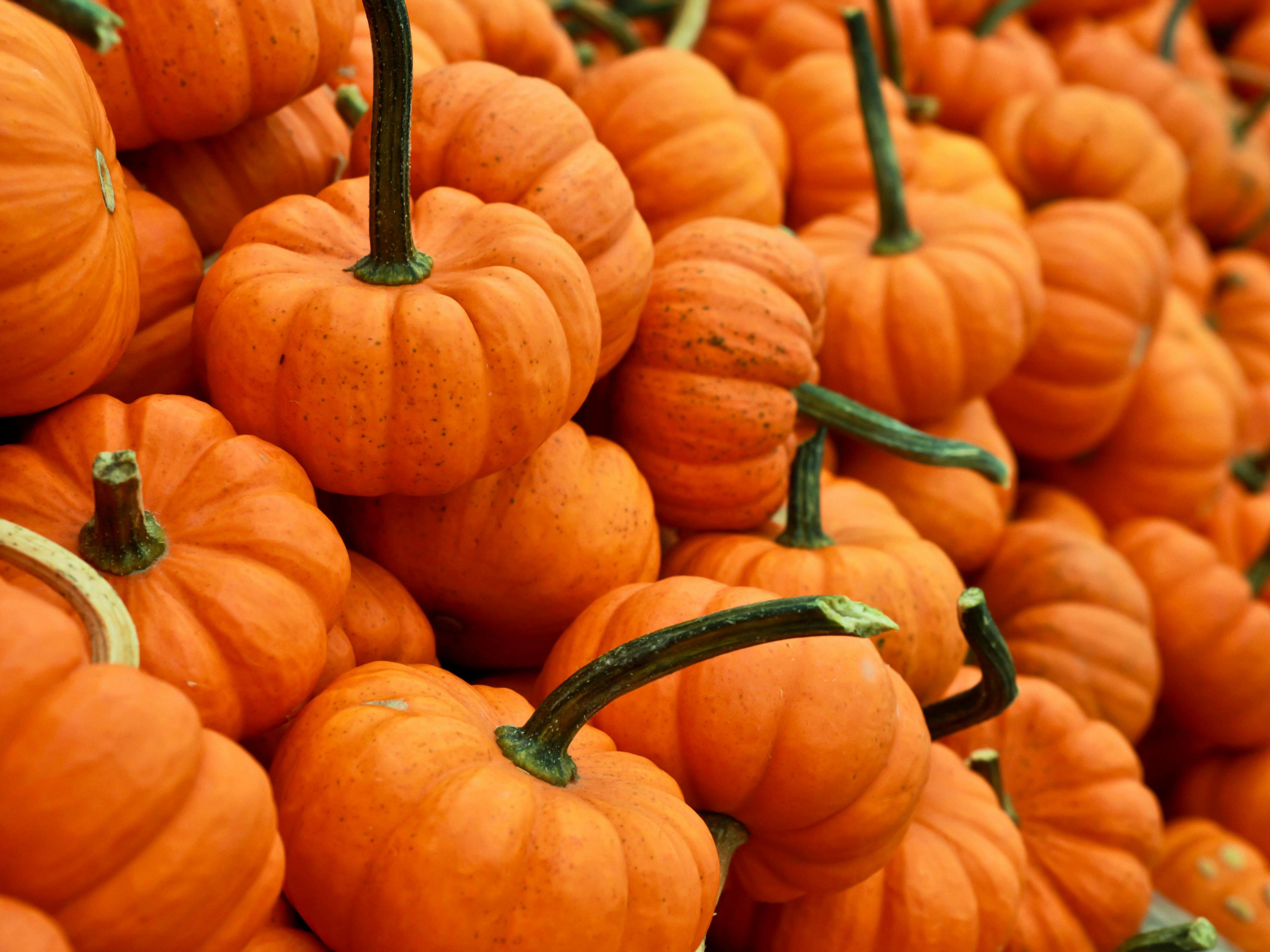 Since 1999, Pumpkin Station in Del Mar has been a family favorite with free admission, free parking, and nonstop autumn fun. Pick pumpkins, stroll sunflower fields, enjoy rides, giant slides, and a petting zoo, all open daily Sept 26 to Oct 26. Perfect for family outings, school tours, or parties, it is a must-visit fall destination in San Diego.