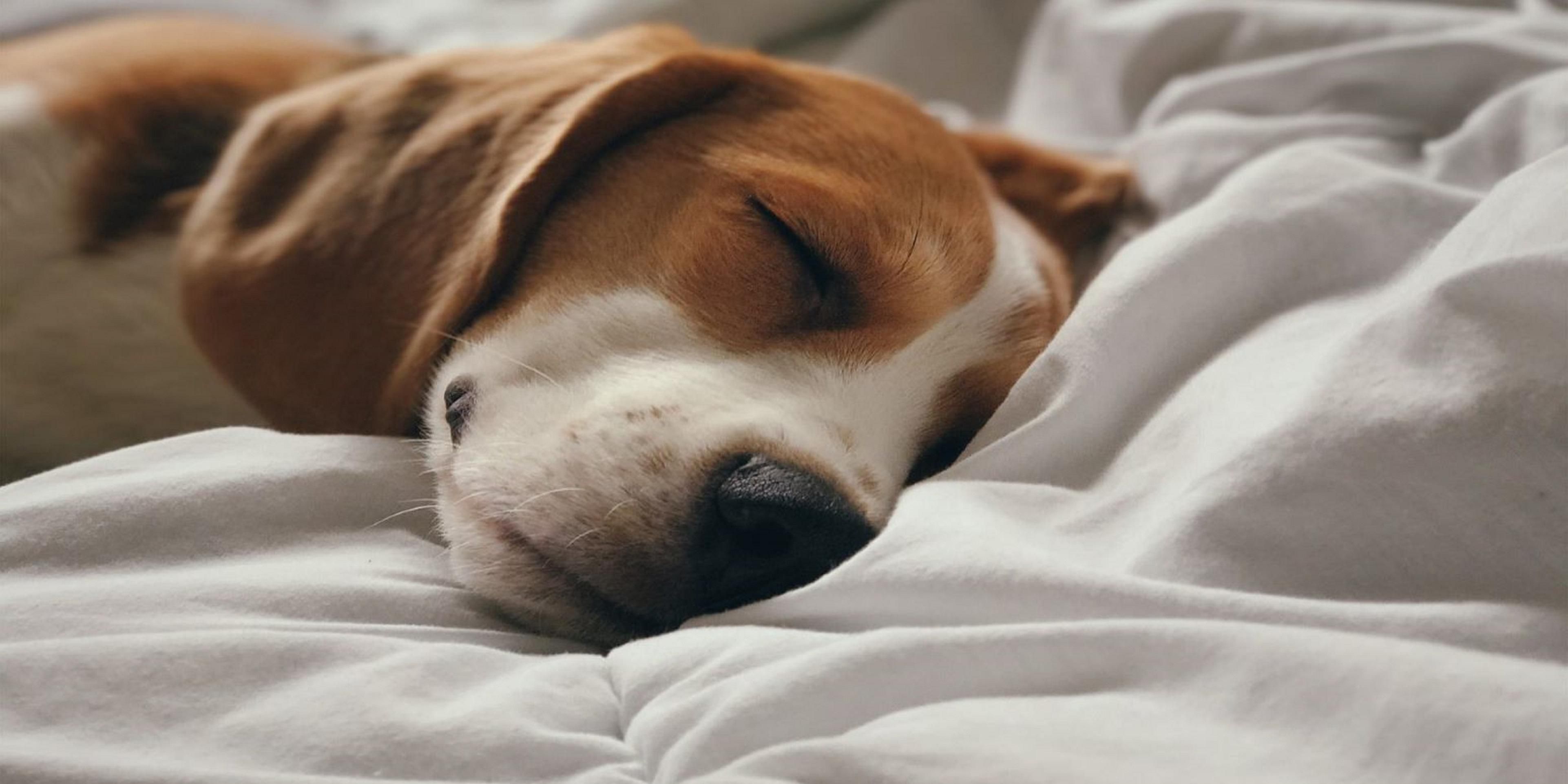 Pets are welcome at Holiday Inn Express & Suites South Portland.

Our Pet Policy: Pet friendly hotel! One time non refundable fee of 75.00 USD plus tax charged at check out. We are surrounded by wooded area with sidewalks perfect for walking your dog. All pets are accepted.