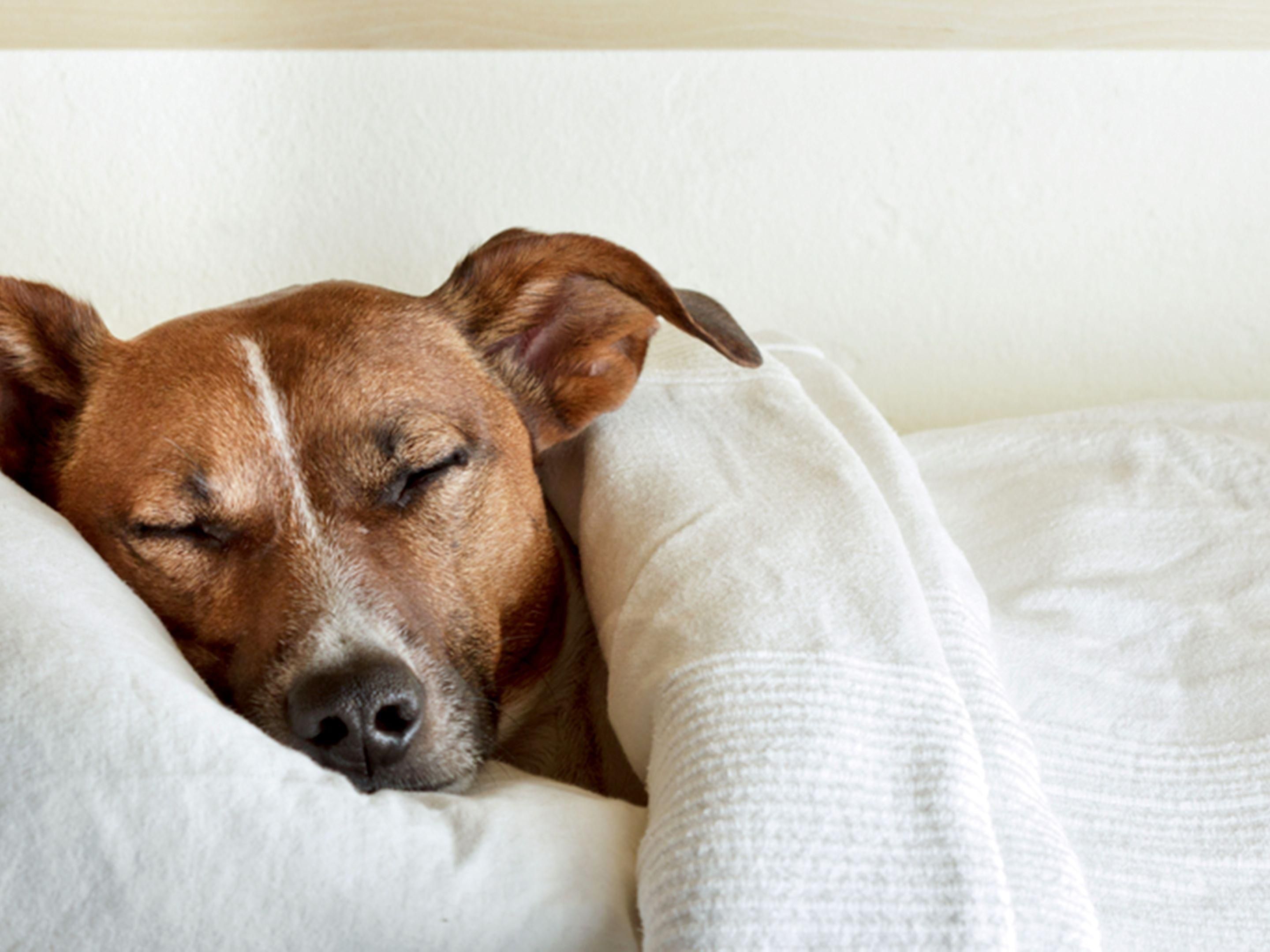 We understand that dogs are family too, feel free to bring your furry companion along for the travel! Make sure to register your pet at the front desk upon check-in or call and let us know your dog will be joining you when booking your reservation. 