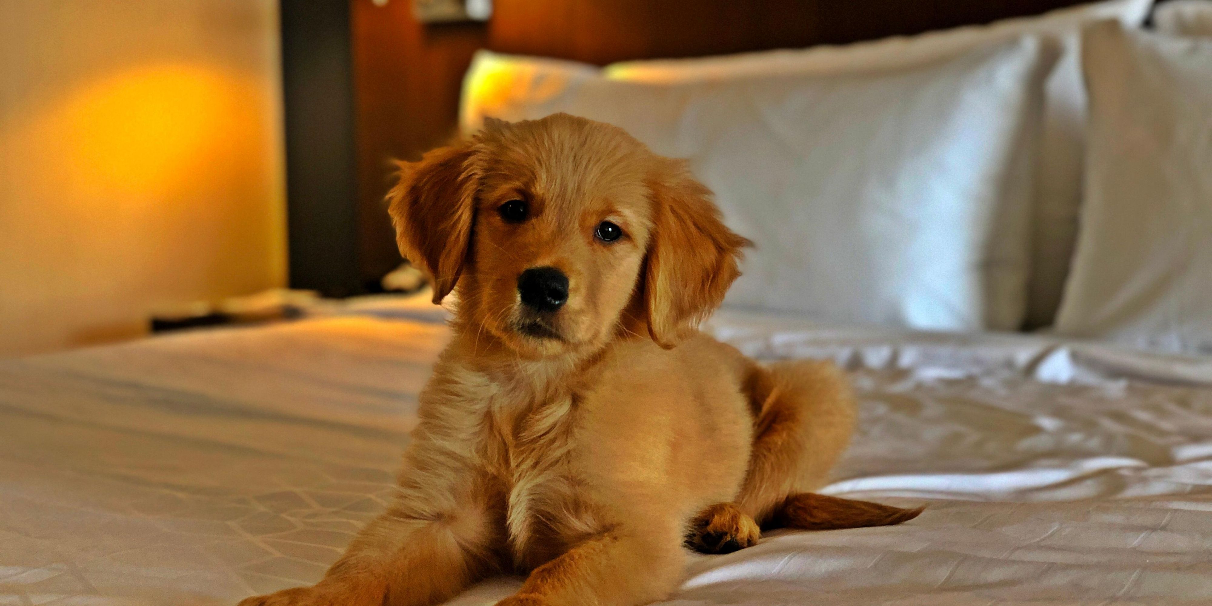We welcome all your furry friends to the Holiday Inn Express & Suites St. John's Airport on our designated pet friendly floor. 