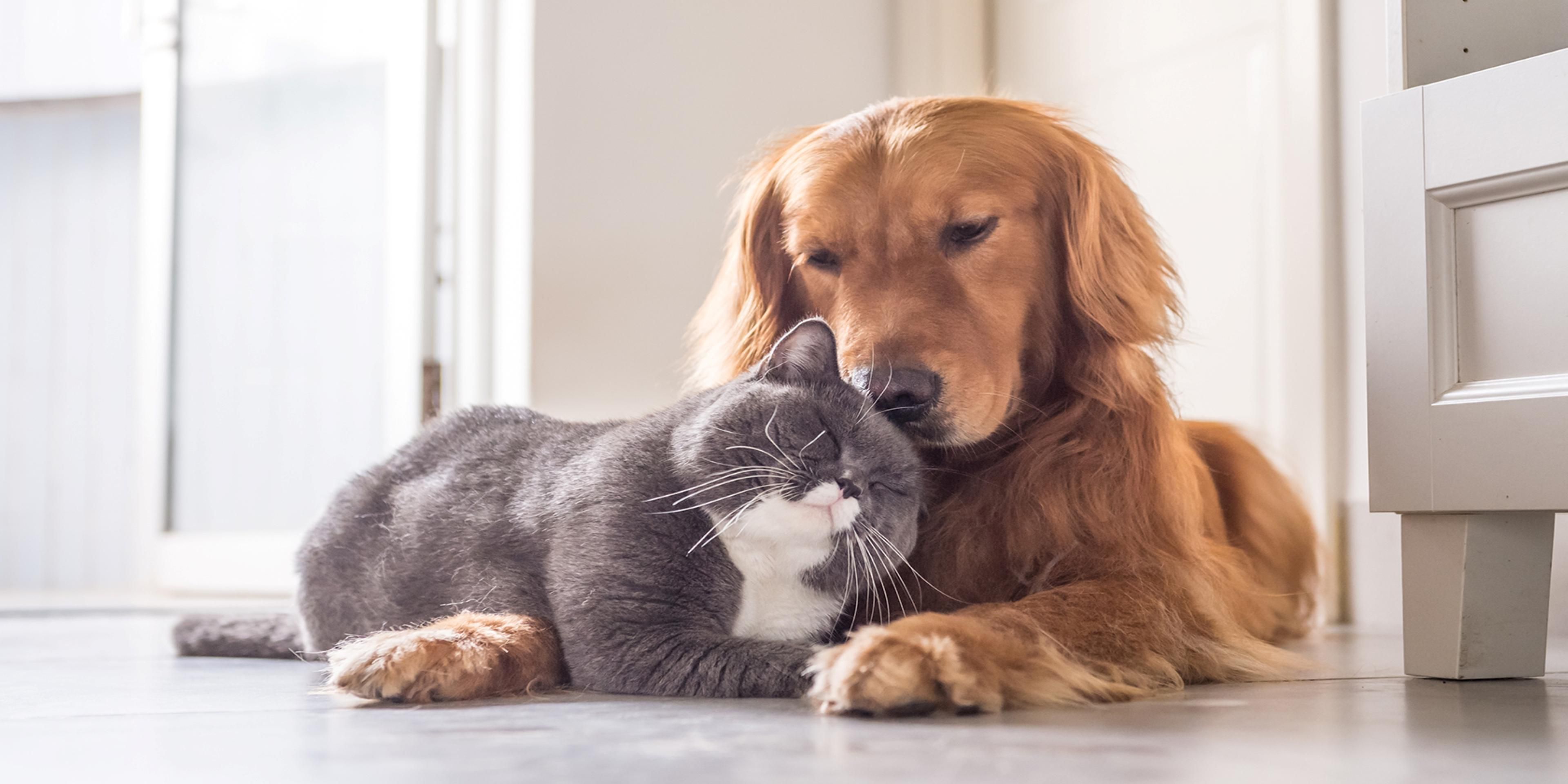 Bring your furry friend along, we are excited to welcome you and your furever buddy! There is a 40.00 dollar per day, per pet, nonrefundable fee required - feel free to contact Front Desk for additional details. 