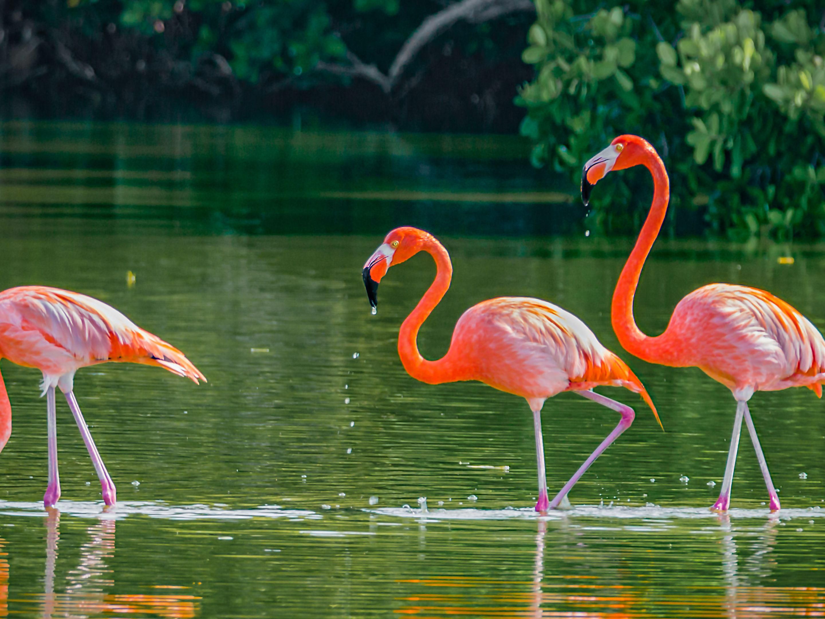 We are located within 15 minutes of this world famous and historical attraction featuring more than 100 acres of tropical landscaping and Florida flamingos, ideal for special events and activities. Ideal for our wedding party guests looking for an additional option for gathering space.  Indoor rain alternatives are also available.