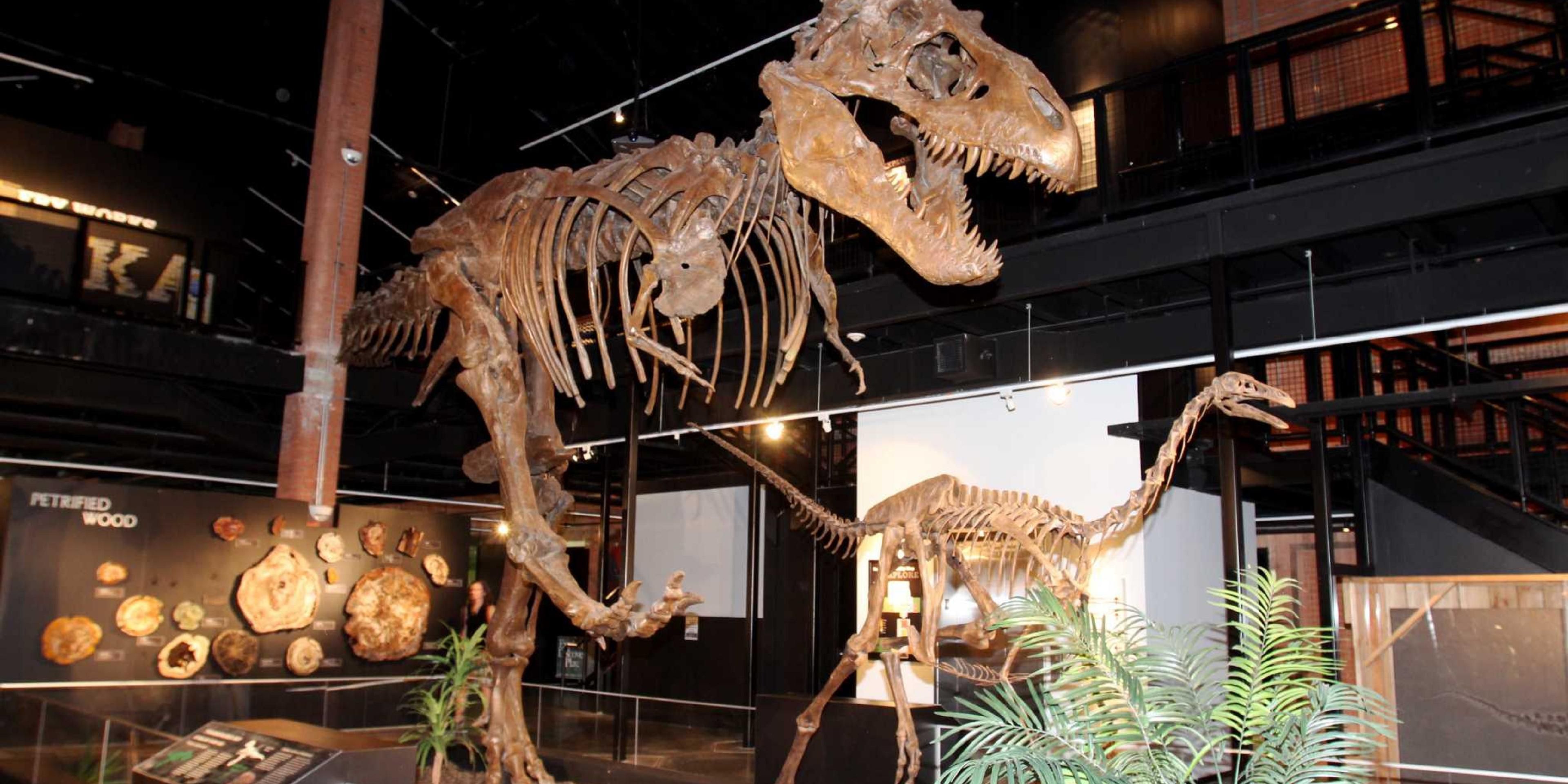 As one of the most heavily attended museums in the United States, and a favorite thing to do in Houston, HMNS at Hermann Park has five floors of permanent exhibits, spanning astronomy, space science, Native American culture, paleontology, energy, chemistry, geology, seashells and Texas wildlife, alongside a slew of rotating special exhibitions. 